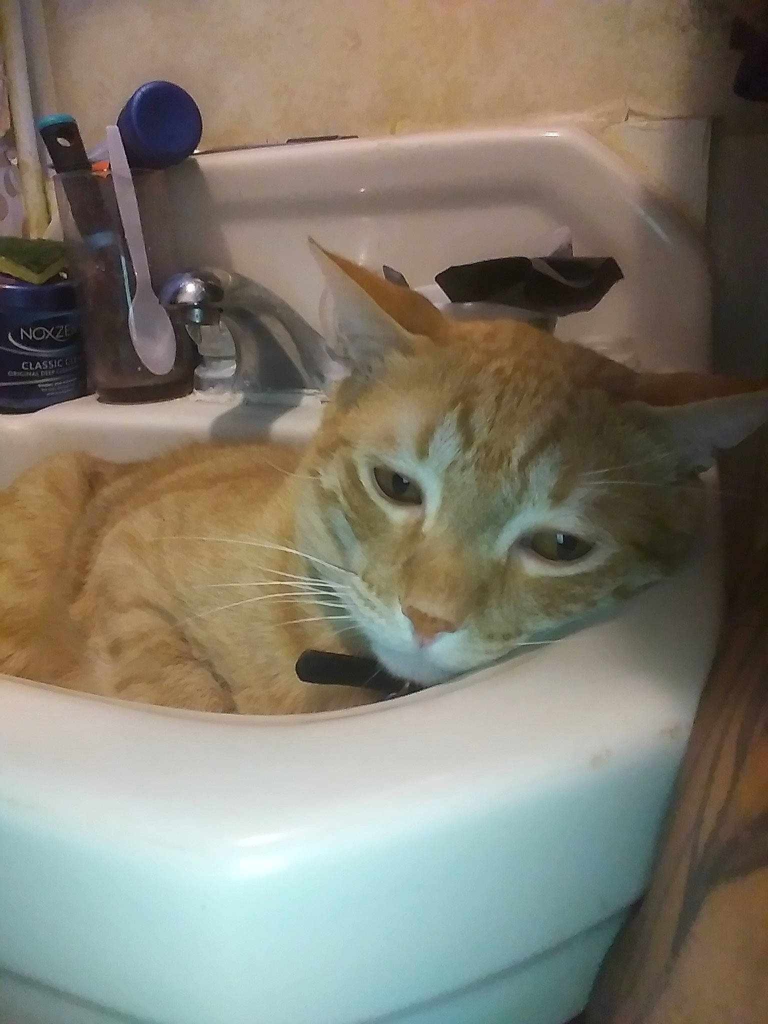 Peanut is registered to the contest to win money with this photo: carnivore, cat, domestic_short_haired_cat, european_shorthair, fawn, felidae, german_rex, kitten, plumbing_fixture, singapura, sink, small_to_medium_sized_cats, tabby_cat, tail, whiskers