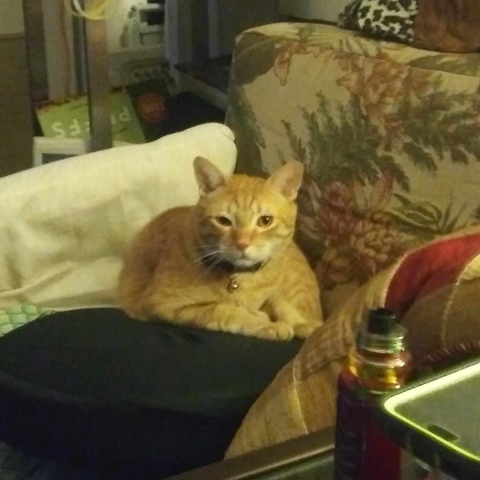 Peanut is registered to the contest to win money with this photo: asian, bed, carnivore, cat, chair, couch, domestic_short_haired_cat, european_shorthair, felidae, furniture, kitten, living_room, room, small_to_medium_sized_cats, tabby_cat, whiskers