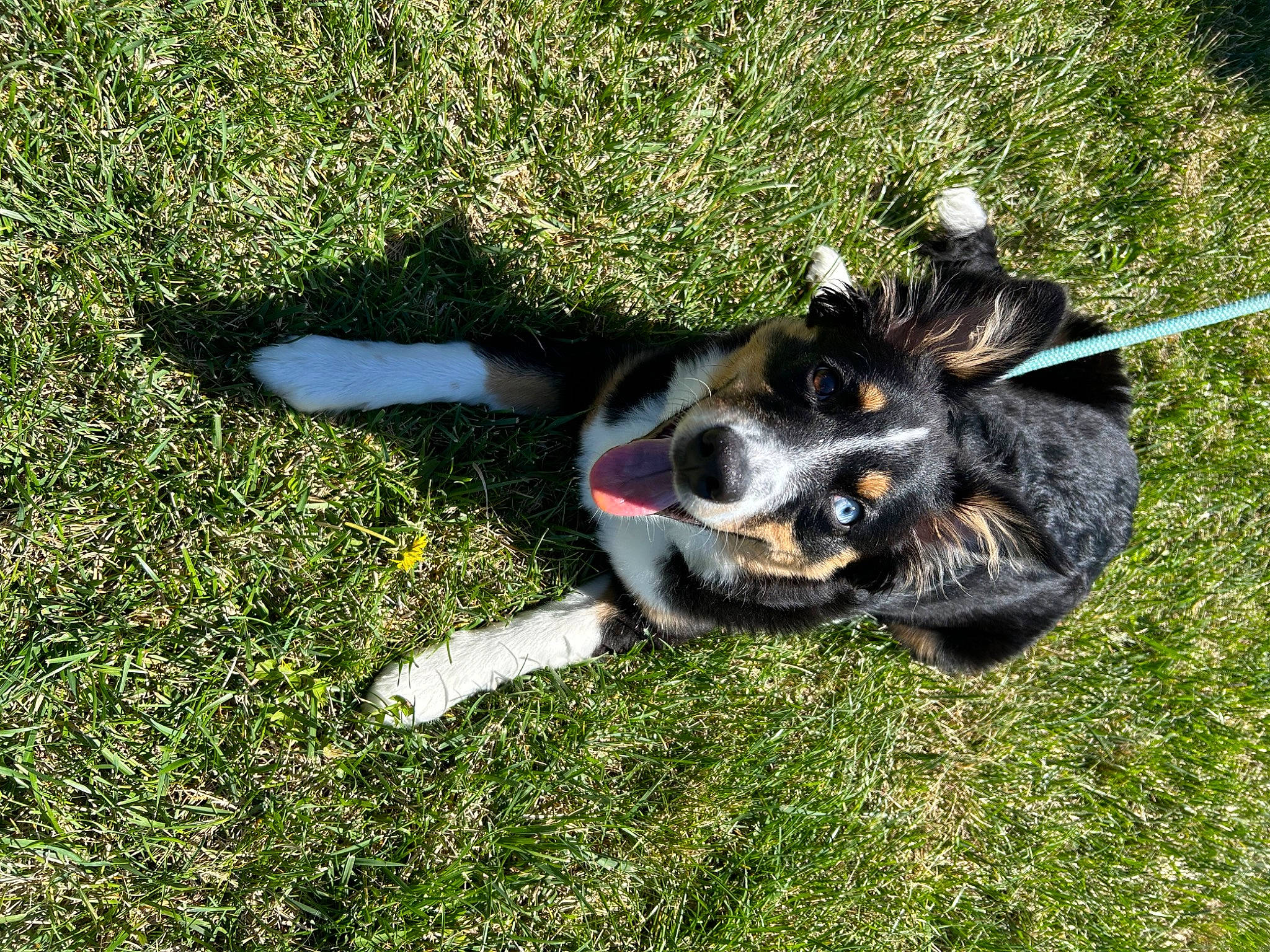 Blakley joined the competition — help win amazing prizes! bernese_mountain_dog, canidae, carnivore, companion_dog, dog, dog_breed, fawn, grass, grassland, groundcover, herding_dog, hunting_dog, paw, plant, sporting_group, tail, terrestrial_animal, whiskers, working_animal, working_dog