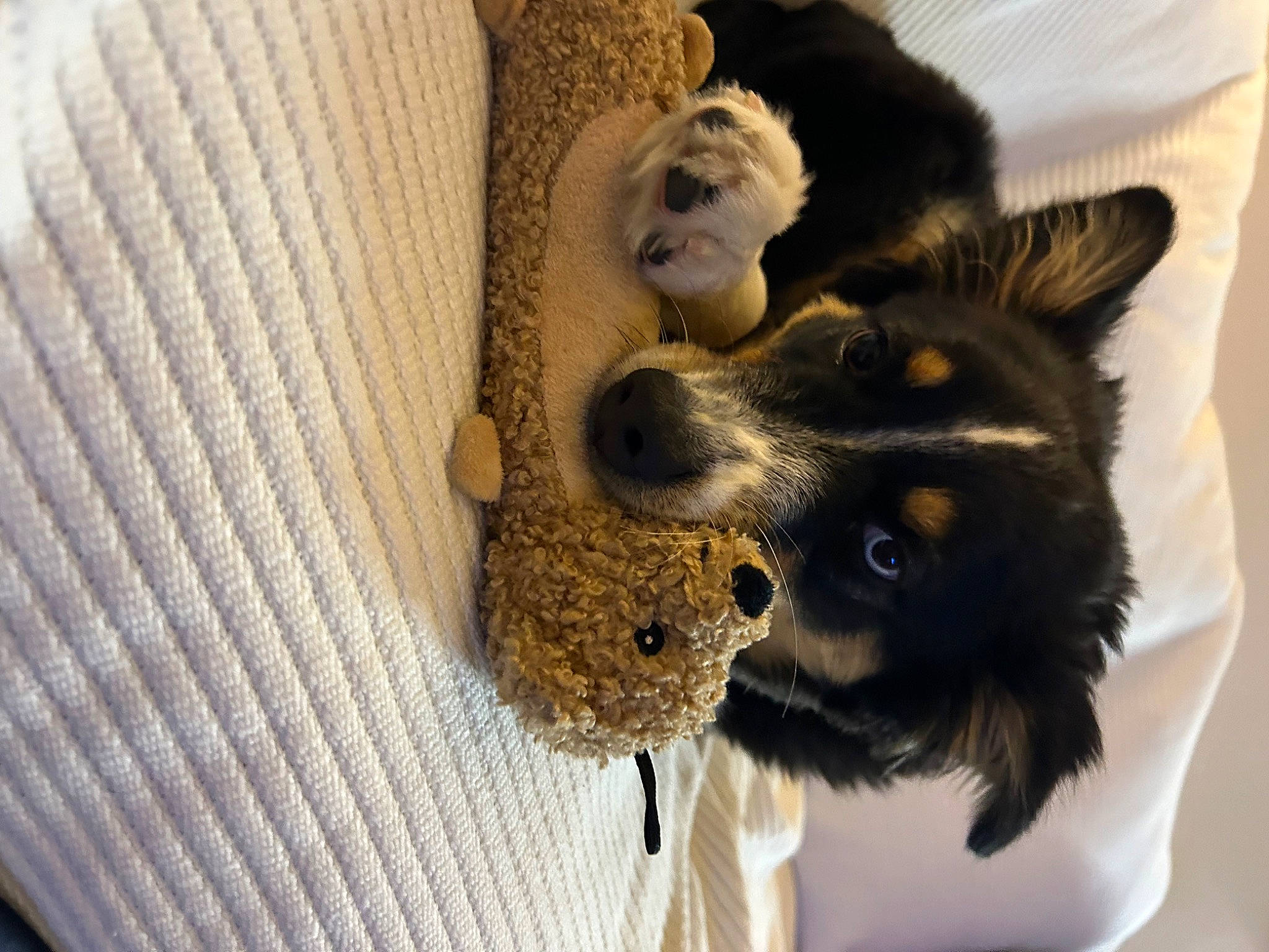 Blakley is registered to the contest to win money with this photo: carnivore, comfort, companion_dog, dog, dog_breed, dog_supply, fawn, felidae, fur, grey, pet_supply, small_to_medium_sized_cats, snout, sporting_group, stuffed_toy, tail, textile, toy, whiskers, working_animal