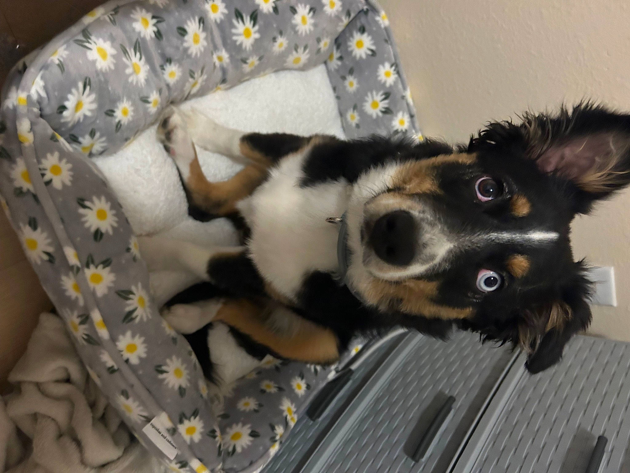 Blakley is registered to the contest to win money with this photo: canidae, carnivore, comfort, companion_dog, dog, dog_breed, dog_supply, fawn, felidae, fur, herding_dog, linens, pattern, paw, small_to_medium_sized_cats, sporting_group, tail, toy_dog, whiskers, working_animal