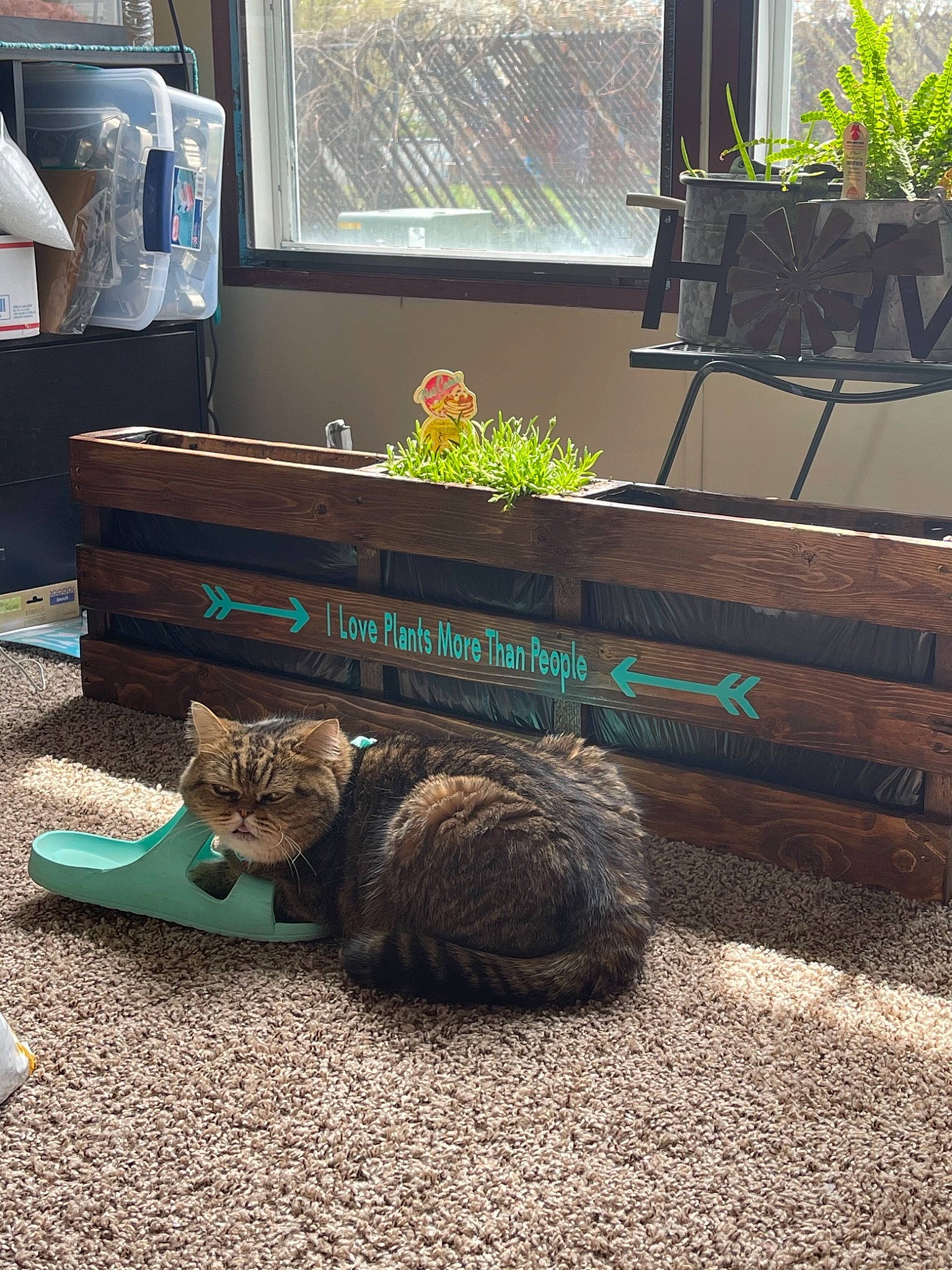 Schmoe is registered to the contest to win money with this photo: automotive_tire, carnivore, cat, comfort, domestic_short_haired_cat, felidae, flooring, flowerpot, fur, grass, hardwood, houseplant, plant, road_surface, small_to_medium_sized_cats, tail, tints_and_shades, whiskers, window, wood