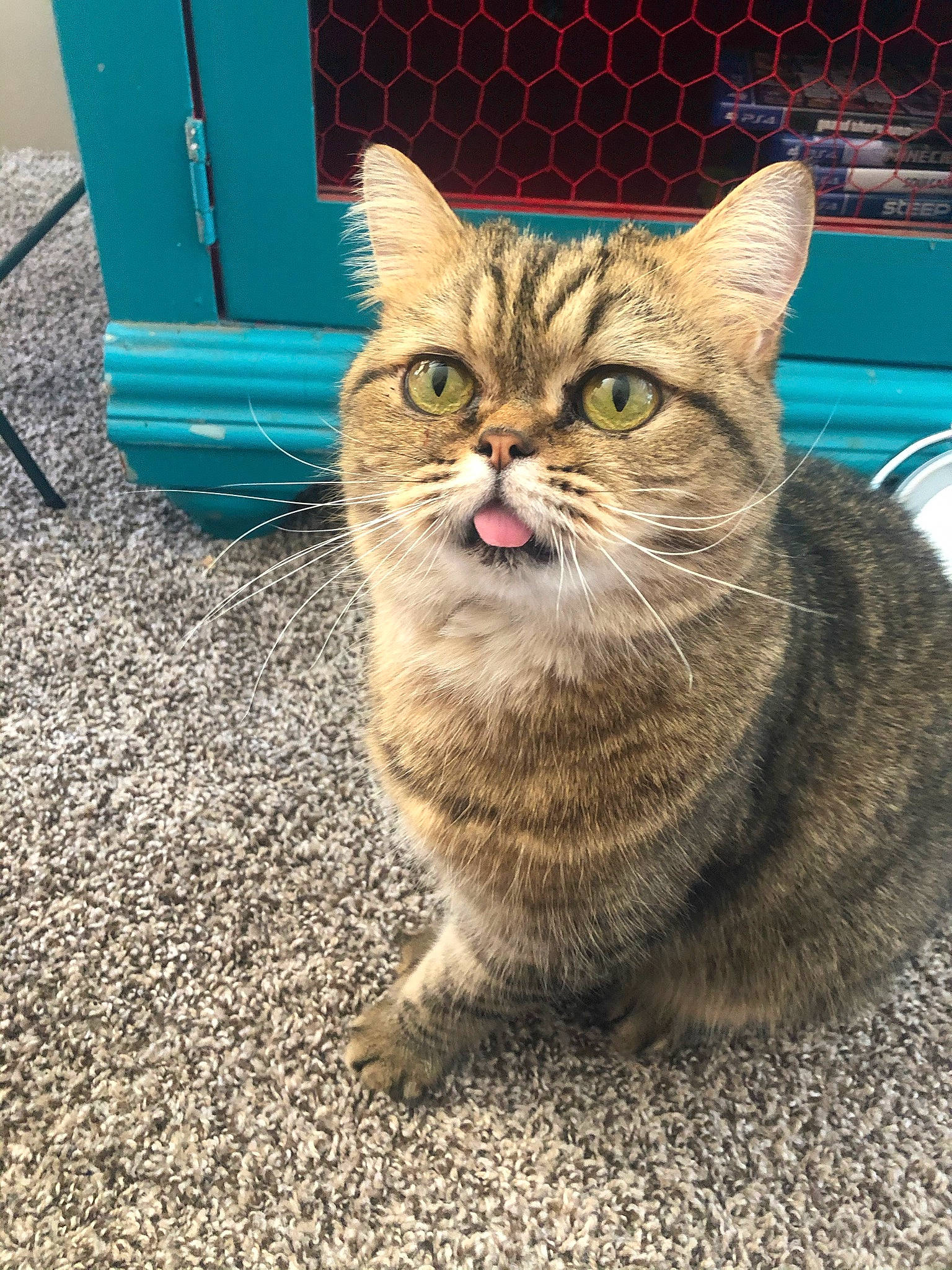 Schmoe is registered to the contest to win money with this photo: automotive_tire, carnivore, cat, claw, domestic_short_haired_cat, felidae, fur, grass, paw, road_surface, sitting, small_to_medium_sized_cats, snout, tail, terrestrial_animal, whiskers