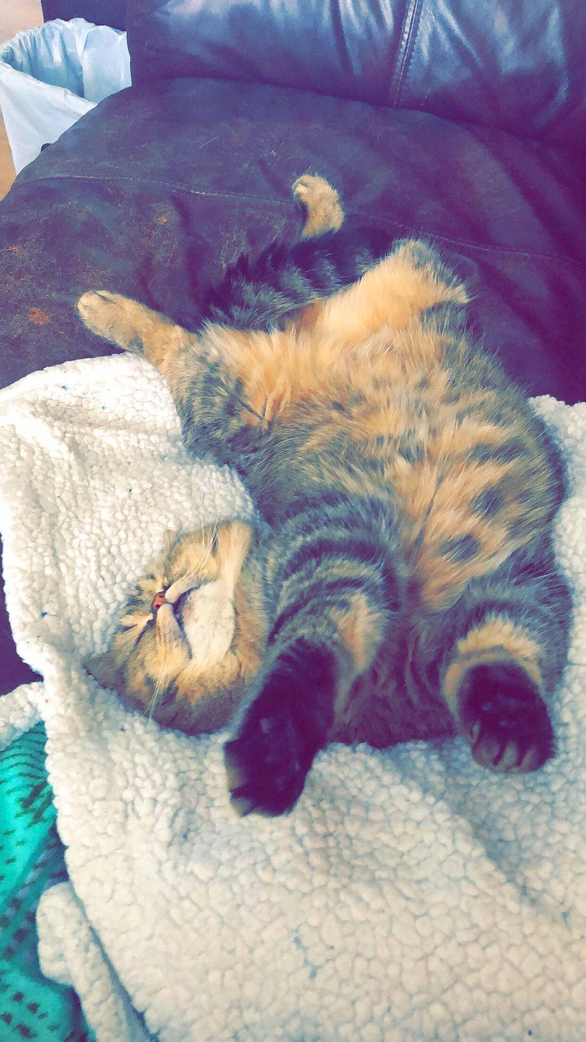 Schmoe joined the competition — help win amazing prizes! bed, carnivore, cat, claw, cloud, comfort, domestic_short_haired_cat, fawn, felidae, fur, leg, mammal, nap, paw, small_to_medium_sized_cats, snout, tail, textile, vertebrate, whiskers