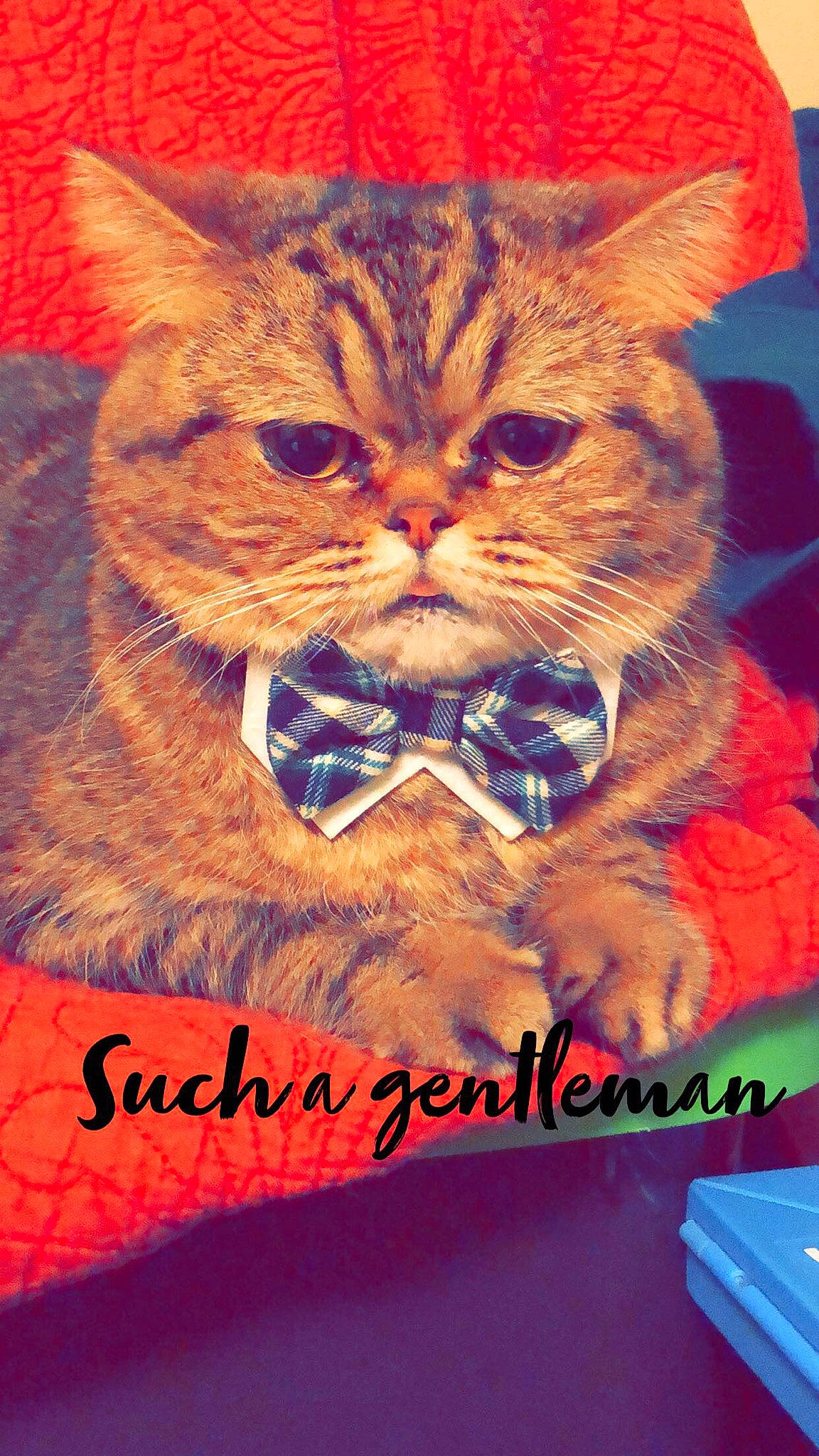 Schmoe joined the competition — help win amazing prizes! art, carnivore, cat, domestic_short_haired_cat, facial_hair, felidae, font, fur, graphics, happy, illustration, moustache, orange, painting, photo_caption, poster, small_to_medium_sized_cats, snout, visual_arts, whiskers