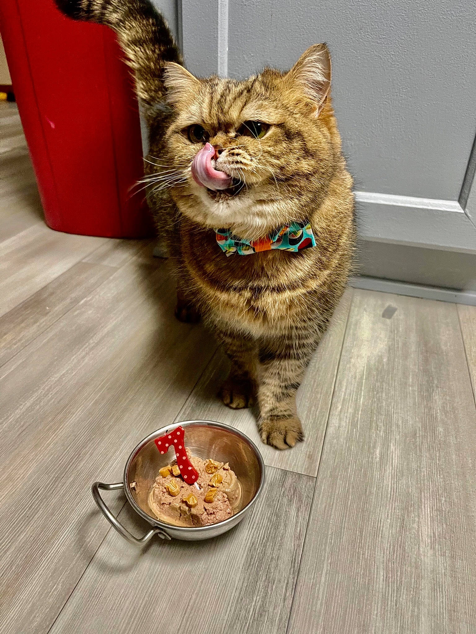 Schmoe is registered to the contest to win money with this photo: animal_feed, carnivore, cat, cat_food, cat_supply, cuisine, dish, fawn, felidae, food, ingredient, kitchen_utensil, pet_food, pet_supply, recipe, small_animal_food, small_to_medium_sized_cats, tableware, whiskers, wood