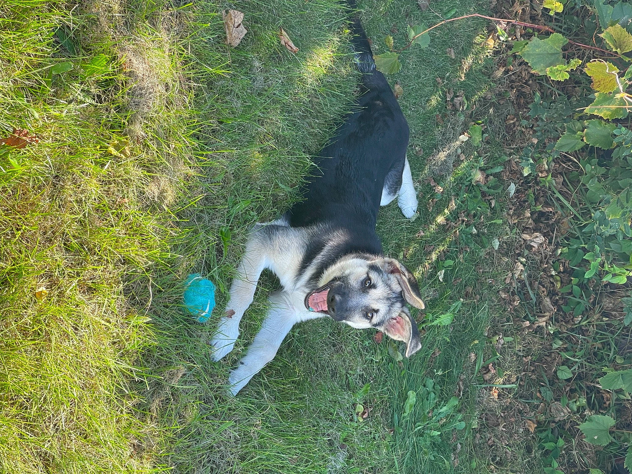 Zuri joined the competition — help win amazing prizes! canidae, carnivore, companion_dog, dog, dog_breed, grass, groundcover, herding_dog, non_sporting_group, plant, recreation, shadow, sled_dog, soil, sporting_group, tail, working_animal, working_dog