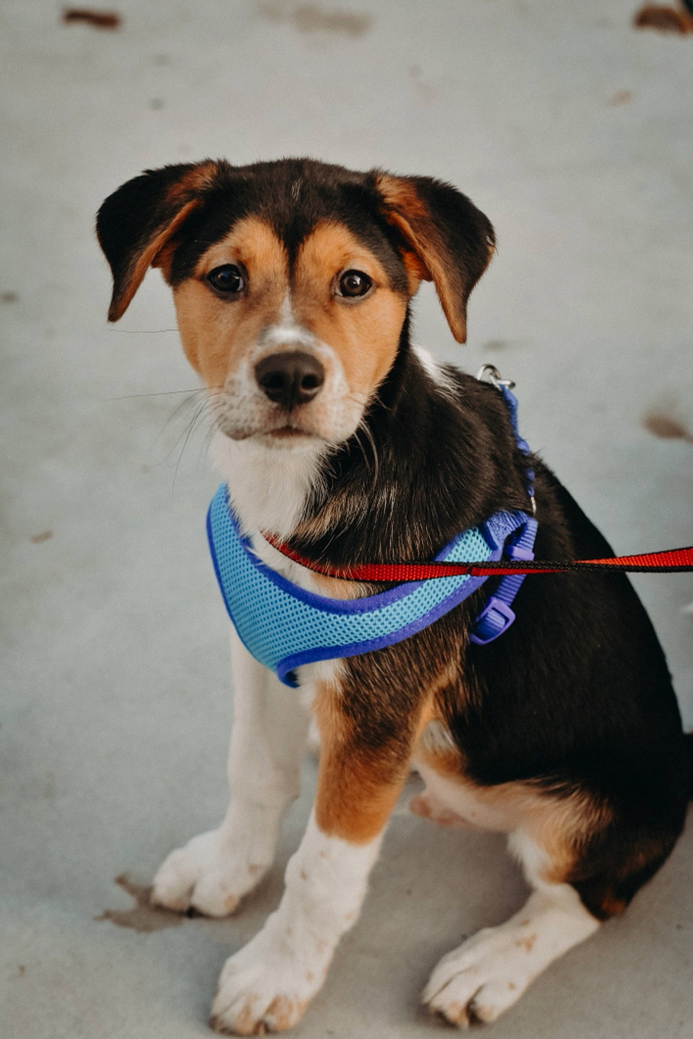 Maximus joined the competition — help win amazing prizes! beagle, canidae, carnivore, collar, companion_dog, dog, dog_breed, dog_clothes, dog_collar, dog_supply, fawn, fur, leash, paw, pet_supply, scent_hound, snout, sporting_group, whiskers, working_dog