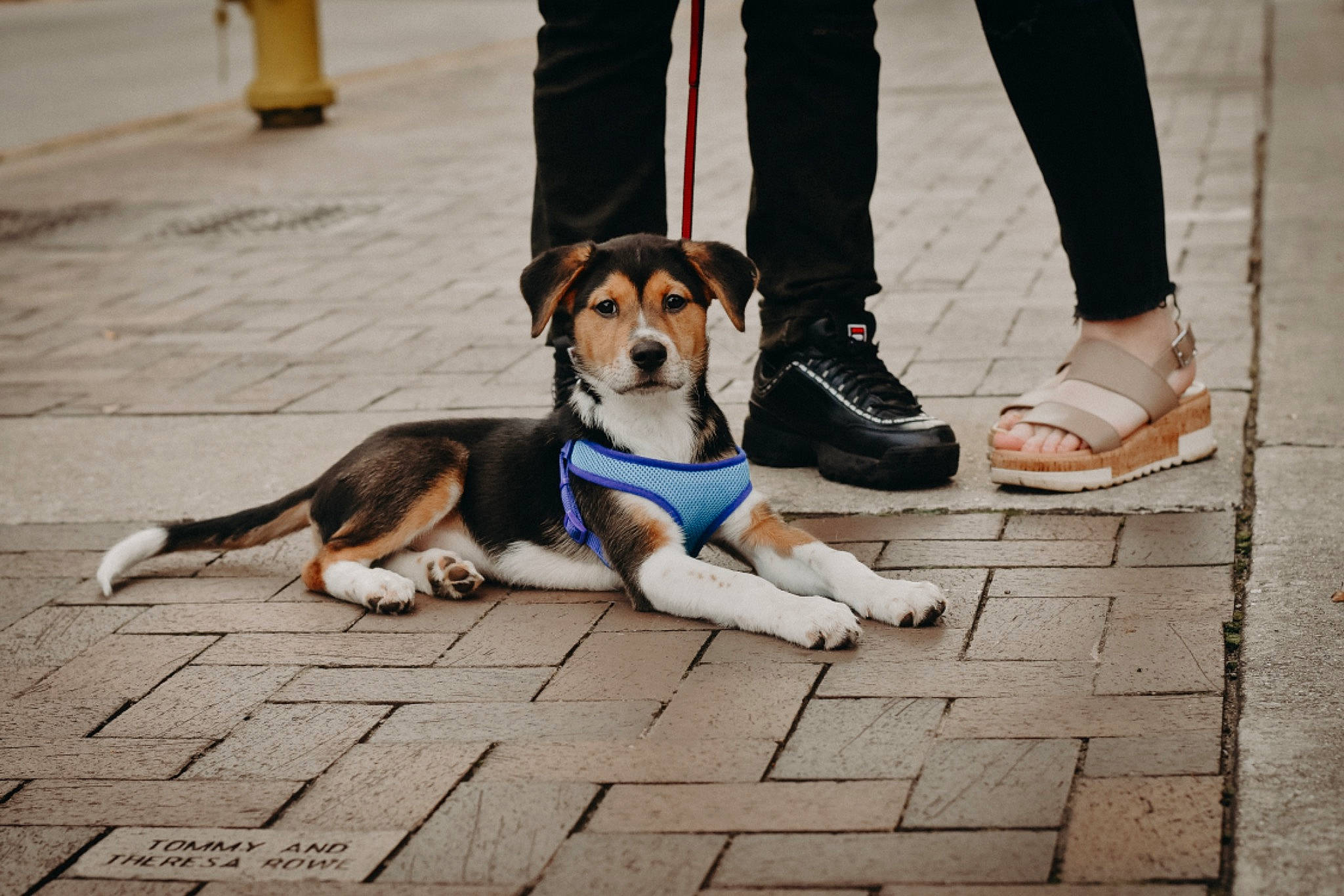 Maximus joined the competition — help win amazing prizes! carnivore, companion_dog, dog, dog_breed, fawn, floor, flooring, foot, footwear, human_leg, leash, paw, road_surface, scent_hound, shoe, sidewalk, snout, street_fashion, thigh, wood