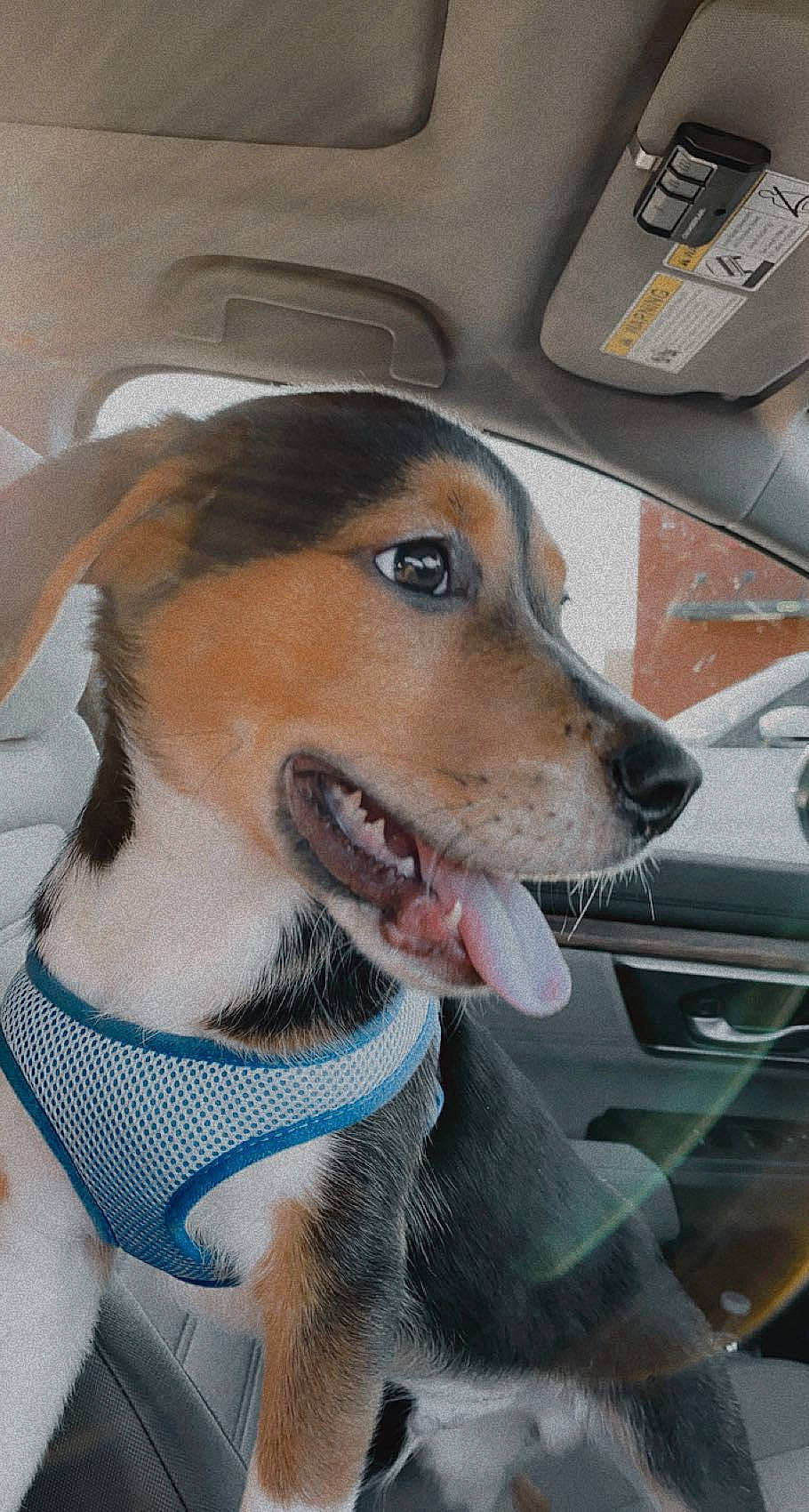 Maximus is registered to the contest to win money with this photo: automotive_lighting, beagle, car, carnivore, collar, companion_dog, dog, dog_breed, dog_collar, fawn, fur, jaw, leash, motor_vehicle, snout, vehicle, vehicle_door, whiskers, window, working_animal