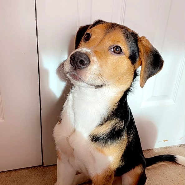 Maximus