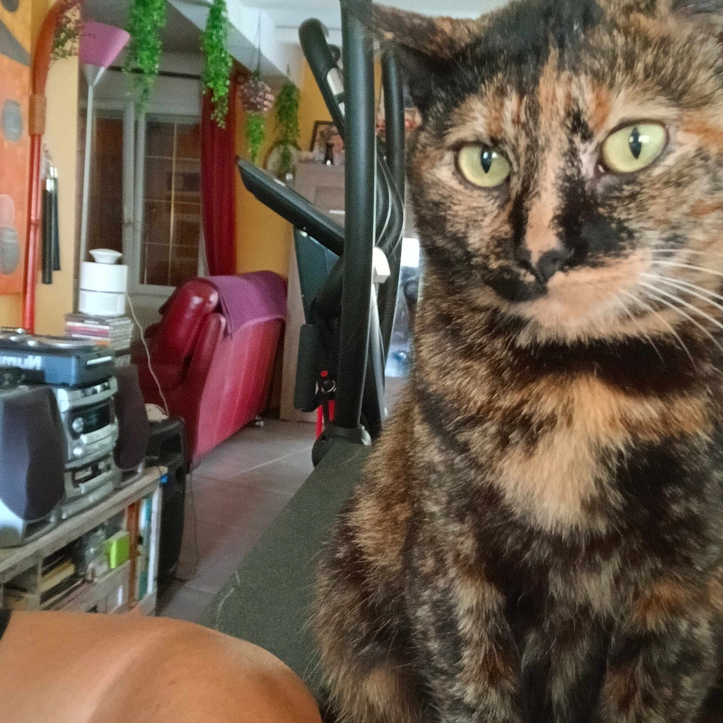 Kirikoue participe au concours pour gagner de l'argent avec cette photo : bookshelf, cat, close_up, cozy, curtains, domestic_animal, floor_tiles, furniture, hanging_plant, human_leg, indoor, living_room, pet, plant, red_armchair, sofa, stereo_system, tortoiseshell_cat, warm_lighting, window