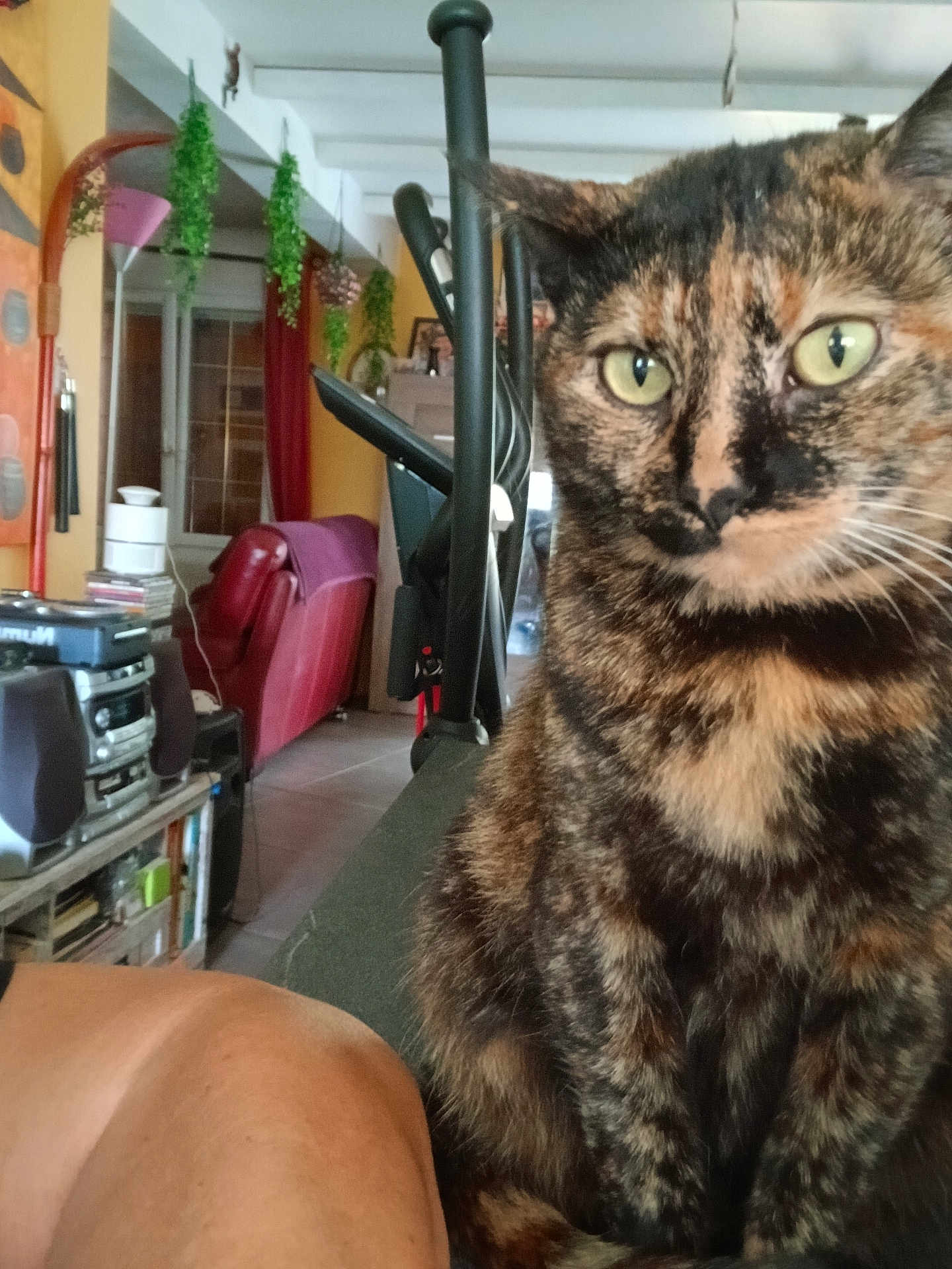 Kirikoue participe au concours pour gagner de l'argent avec cette photo : bookshelf, cat, close_up, cozy, curtains, domestic_animal, floor_tiles, furniture, hanging_plant, human_leg, indoor, living_room, pet, plant, red_armchair, sofa, stereo_system, tortoiseshell_cat, warm_lighting, window