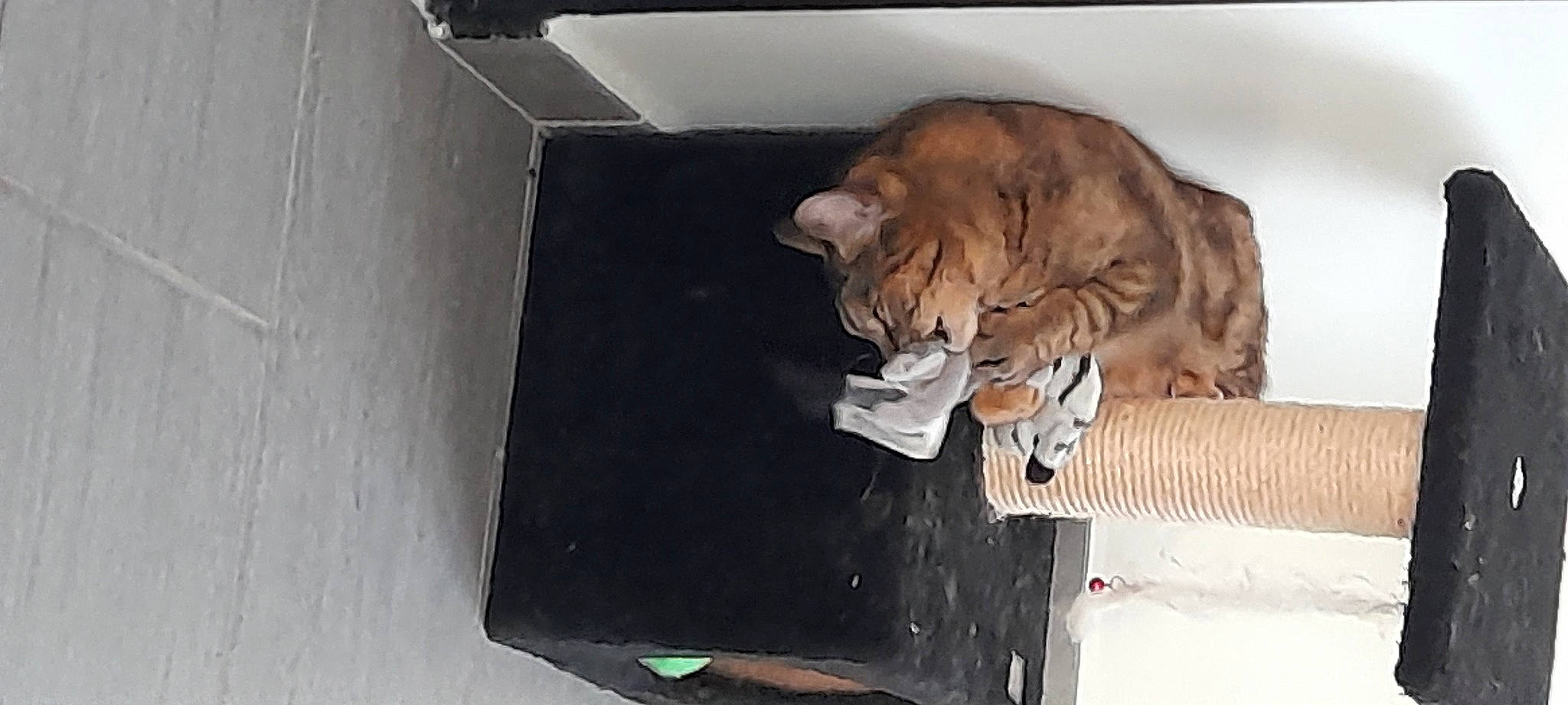 Crapule a rejoint le concours — aidez-le/la à gagner de superbes lots ! big_cats, box, brown, cardboard, carnivore, cat, comfort, domestic_short_haired_cat, fawn, felidae, fur, nap, paper_product, room, shipping_box, small_to_medium_sized_cats, tail, terrestrial_animal, whiskers, wood