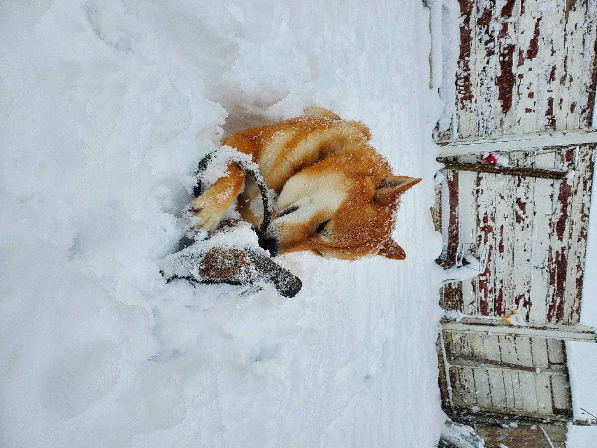 Toshi joined the competition — help win amazing prizes! aegean_cat, canidae, carnivore, cat, dog, felidae, finnish_spitz, freezing, fur, small_to_medium_sized_cats, snow, sporting_group, whiskers, winter, winter_storm