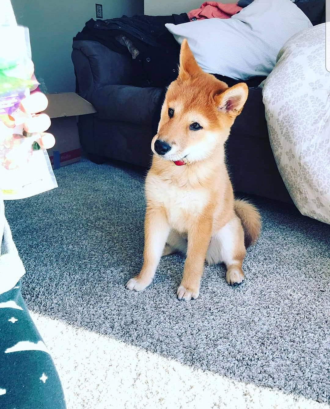 Toshi joined the competition — help win amazing prizes! akita, akita_inu, canaan_dog, canidae, carnivore, companion_dog, dog, dog_breed, fawn, finnish_spitz, hokkaido, korean_jindo_dog, mammal, non_sporting_group, norwegian_buhund, puppy, shiba_inu, shikoku, spitz, vertebrate
