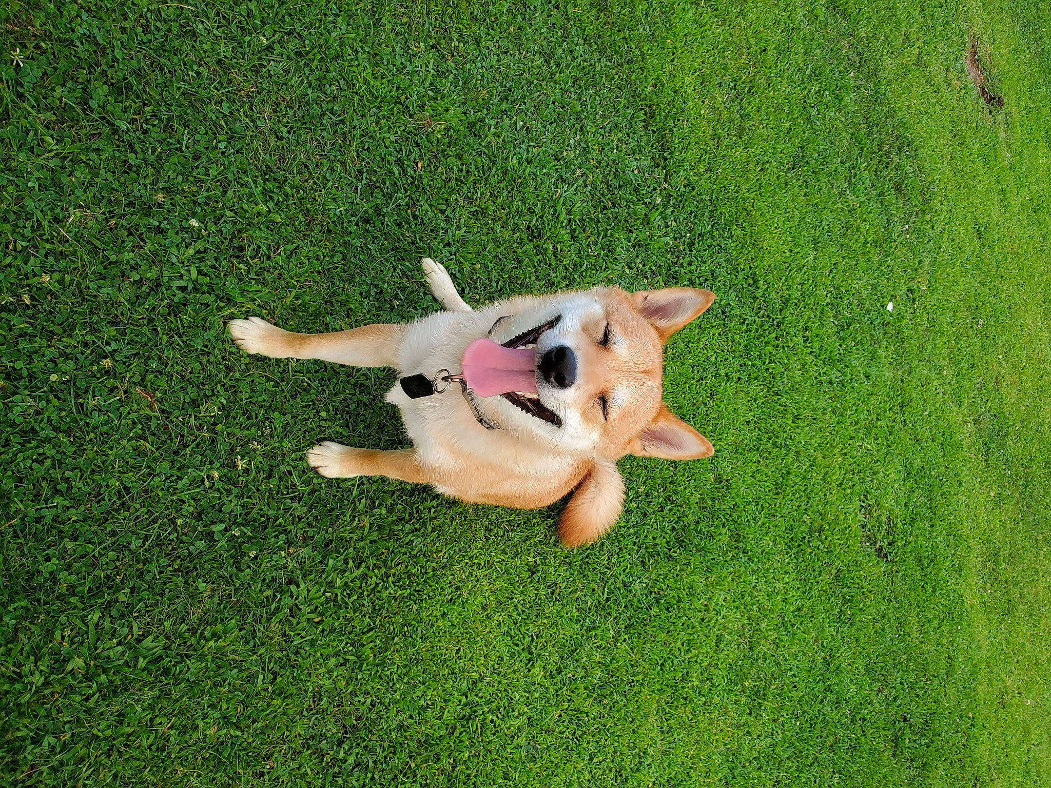 Toshi joined the competition — help win amazing prizes! artificial_turf, canidae, carnivore, companion_dog, dog, dog_breed, fawn, grass, grass_family, green, labrador_retriever, lawn, paw, plant, puppy, sporting_group, tail