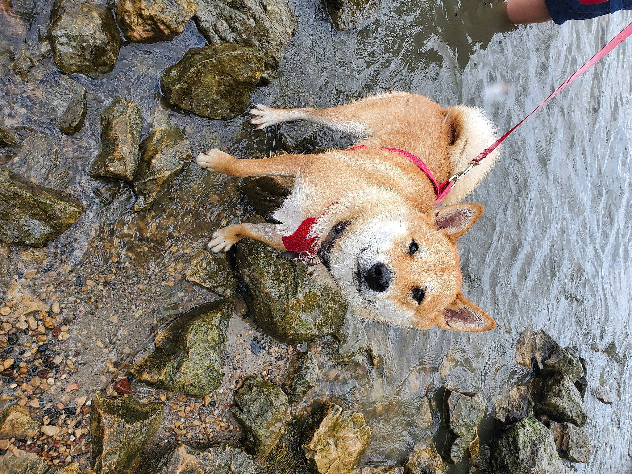 Toshi is registered to the contest to win money with this photo: adventure, canidae, carnivore, companion_dog, dog, dog_breed, fawn, recreation, sporting_group