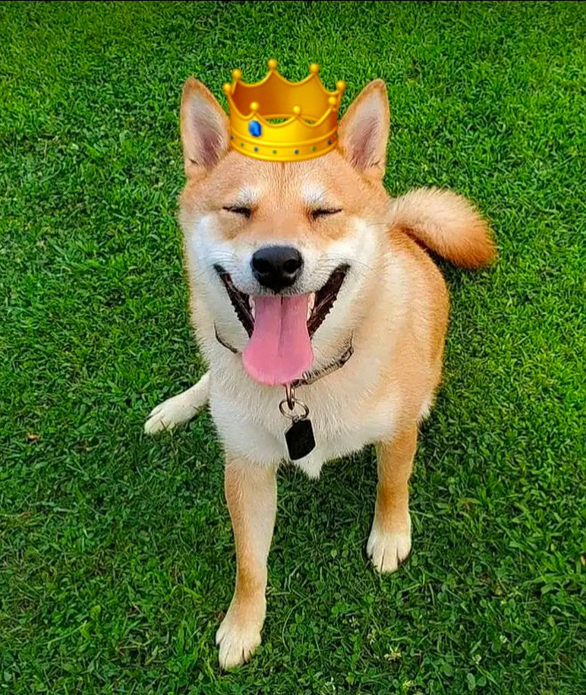 Toshi joined the competition — help win amazing prizes! akita, akita_inu, ancient_dog_breeds, canidae, carnivore, carolina_dog, companion_dog, dog, dog_breed, grass, icelandic_sheepdog, mammal, non_sporting_group, norwegian_buhund, pembroke_welsh_corgi, shiba_inu, shikoku, snout, tail, vertebrate