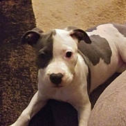 Luna joined the competition — help win amazing prizes! dog, puppy, carpet, indoor, pet, animal, gray, white, lying_down, curious, ears, tail, floor, cute, young, canine, domestic, companion, mammal, fur