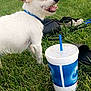 Babyboy is registered to the contest to win money with this photo: dog, grass, outdoor, drink_cup, blue_straw, collar, pet, canine, yard, shoes, bag, greenery, summer, animal, happy, panting, small_dog, white_dog, mixed_breed, suburban