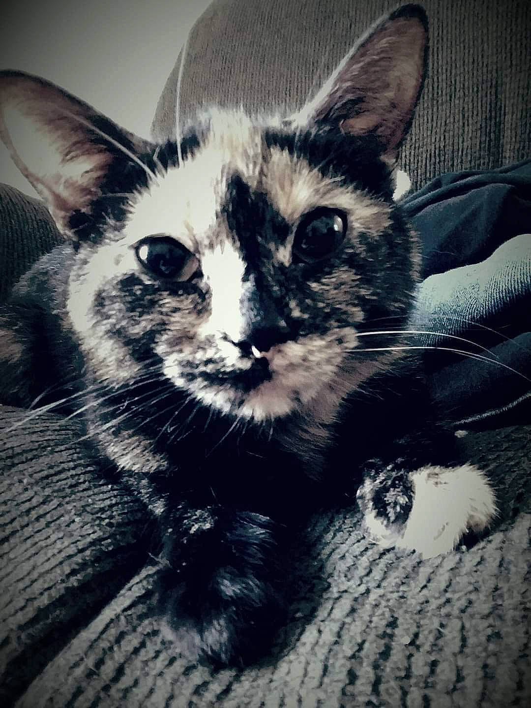 Maggie is registered to the contest to win money with this photo: carnivore, cat, claw, cloud, comfort, domestic_short_haired_cat, felidae, foot, fur, grey, meteorological_phenomenon, monochrome, monochrome_photography, paw, small_to_medium_sized_cats, snout, square, tail, terrestrial_animal, whiskers