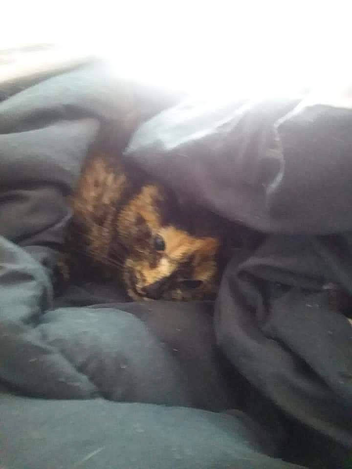 Maggie is registered to the contest to win money with this photo: bed, bedding, carnivore, cat, cloud, comfort, darkness, duvet, felidae, fur, linens, nap, paw, room, sky, small_to_medium_sized_cats, tail, tints_and_shades, whiskers, winter