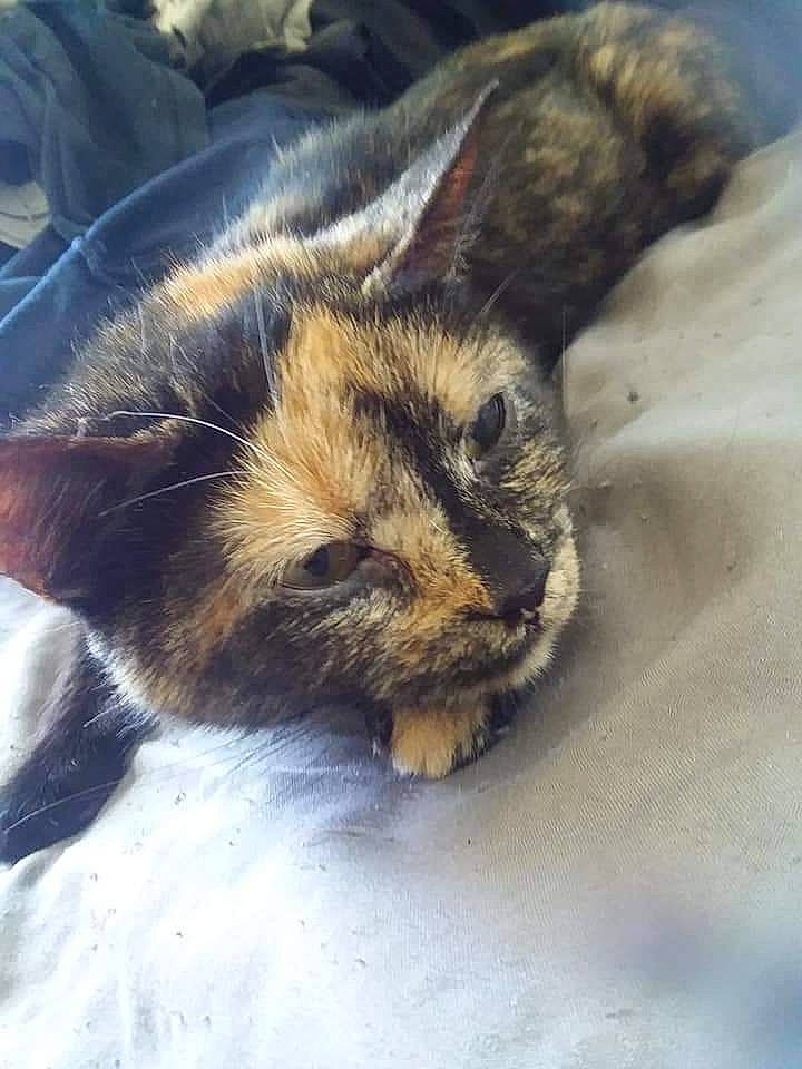 Maggie is registered to the contest to win money with this photo: carnivore, cat, claw, close_up, comfort, domestic_short_haired_cat, eye, felidae, fur, head, mountain, nap, paw, sand, sleep, small_to_medium_sized_cats, snout, tail, whiskers, wildlife