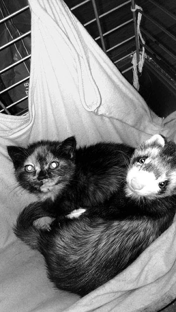 Maggie joined the competition — help win amazing prizes! black, black_and_white, carnivore, cat, comfort, dog_breed, domestic_short_haired_cat, felidae, fur, grey, monochrome, monochrome_photography, sitting, small_to_medium_sized_cats, snout, style, tail, tints_and_shades, whiskers, white