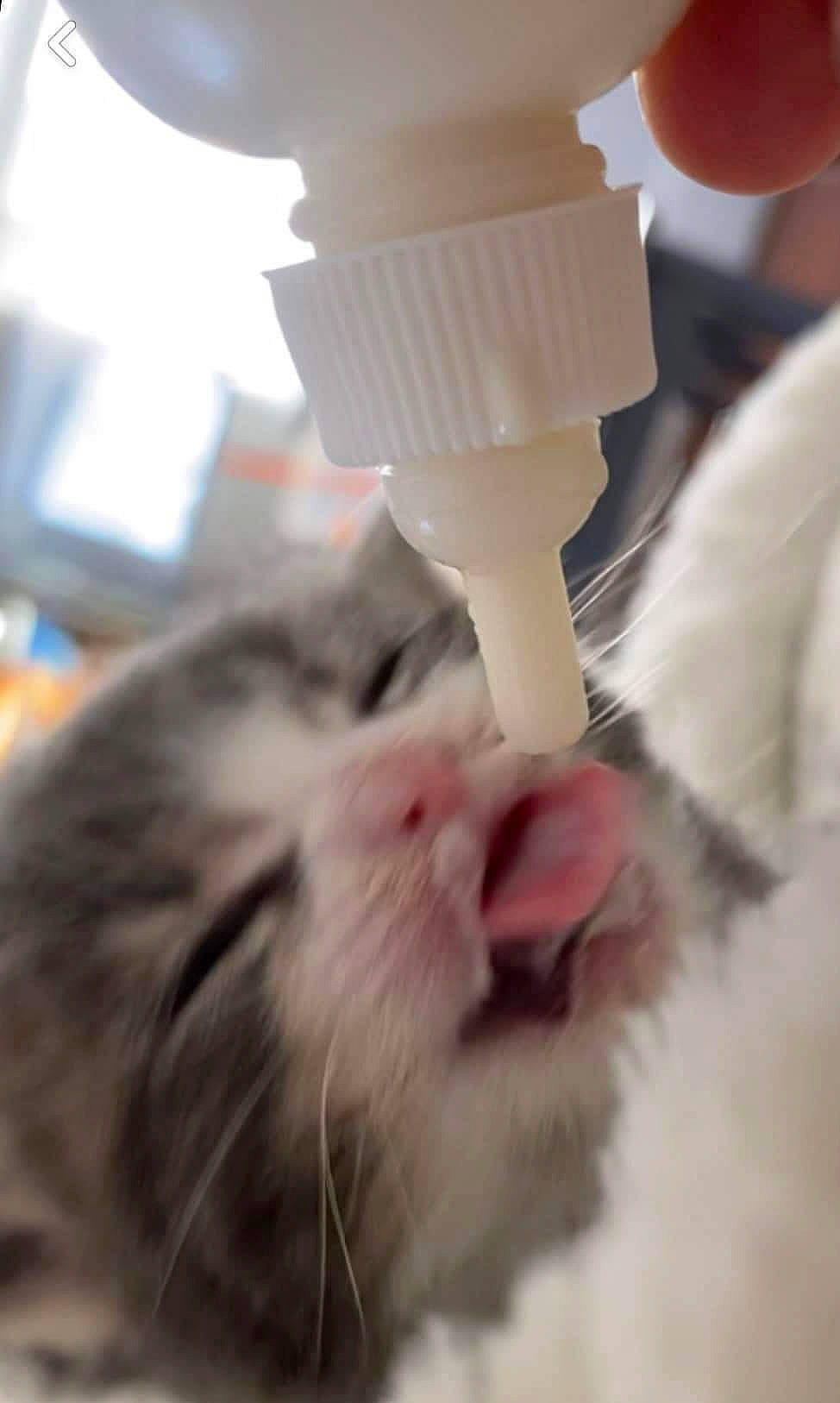 Romeo is registered to the contest to win money with this photo: carnivore, cat, claw, domestic_short_haired_cat, felidae, fur, paw, plastic, small_to_medium_sized_cats, snout, tail, whiskers