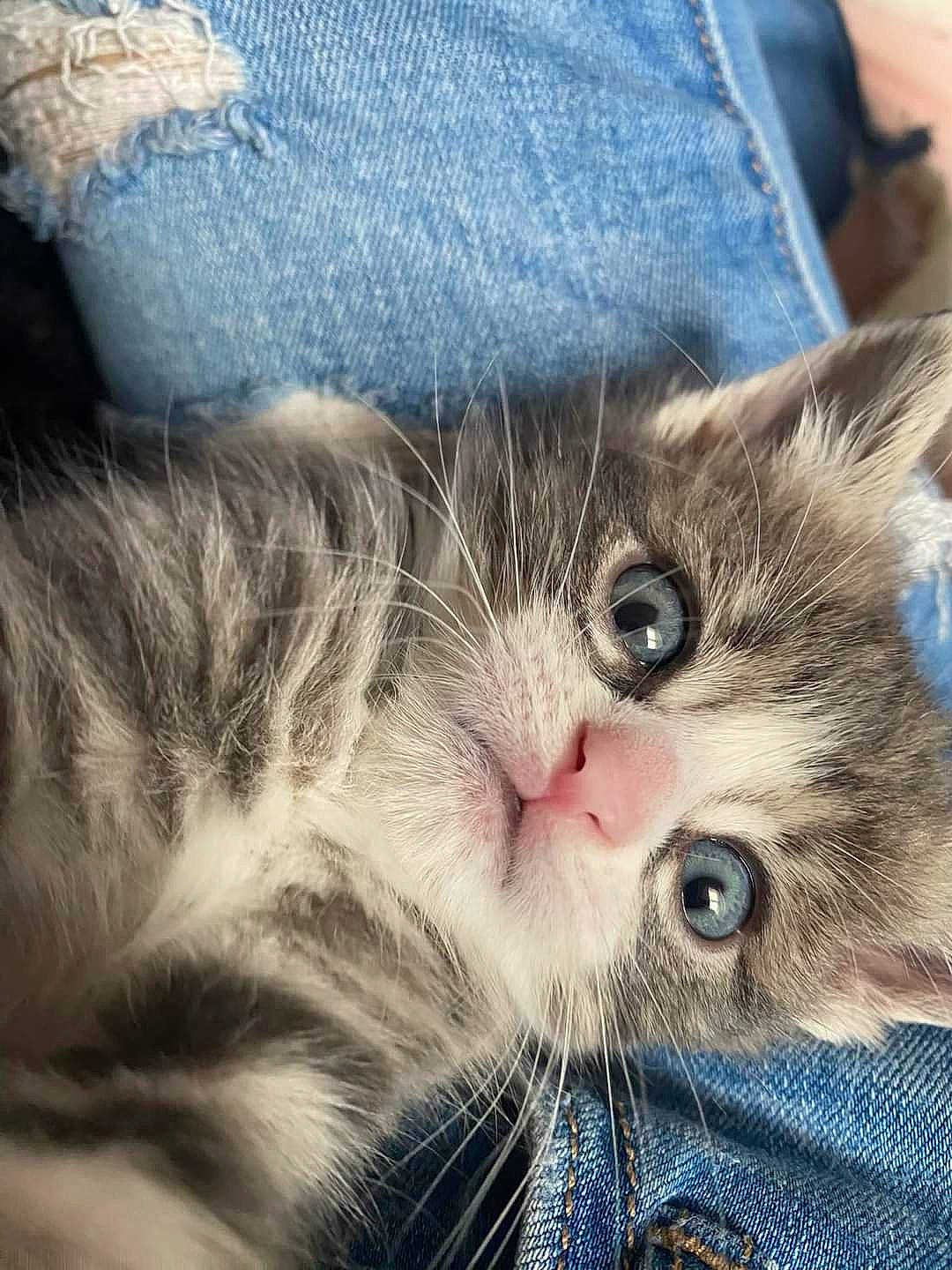 Romeo joined the competition — help win amazing prizes! carnivore, cat, claw, comfort, domestic_short_haired_cat, eye, felidae, fur, gesture, head, iris, paw, sky, small_to_medium_sized_cats, snout, whiskers