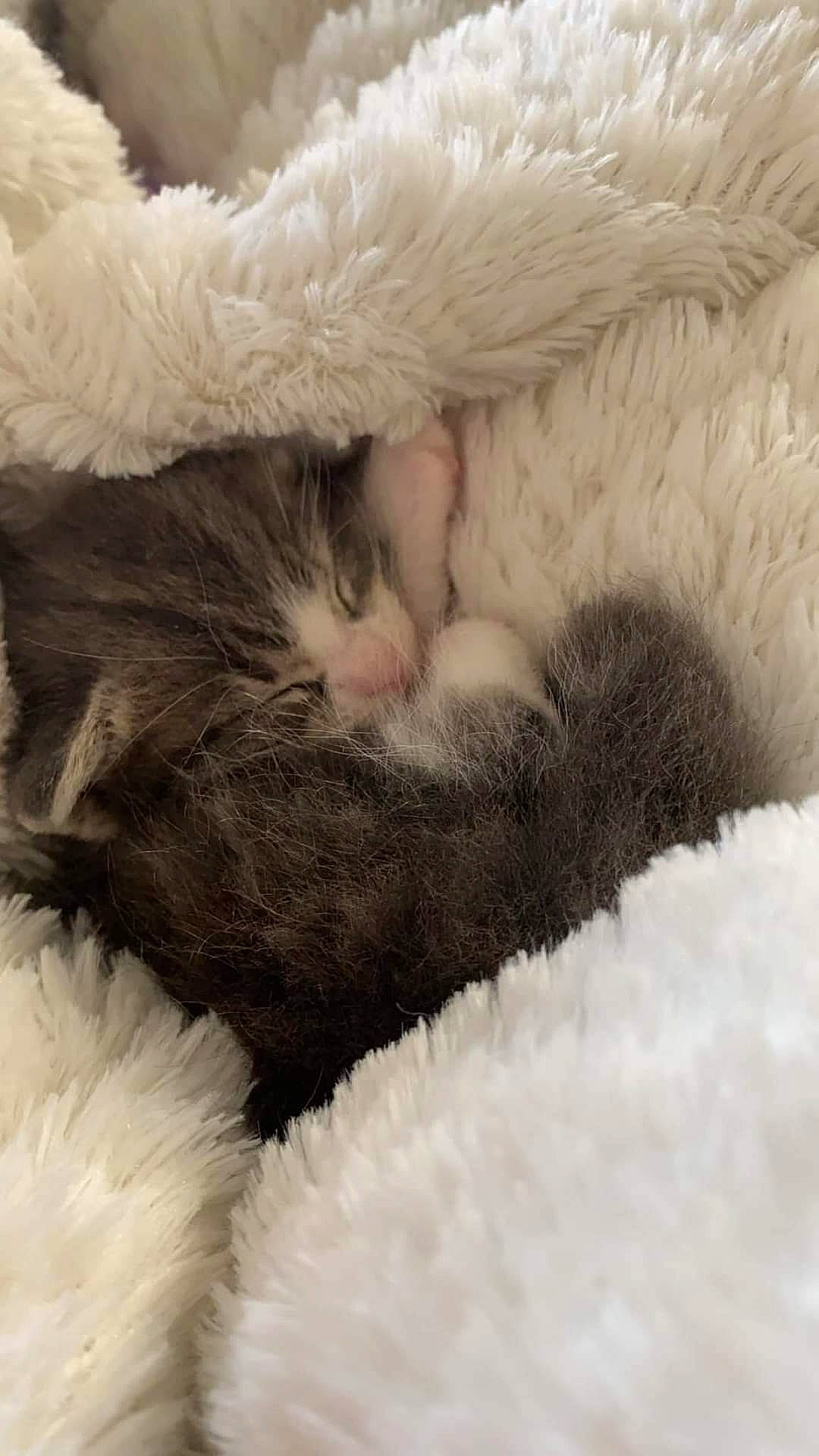 Romeo is registered to the contest to win money with this photo: carnivore, cat, cat_bed, claw, comfort, domestic_short_haired_cat, fawn, felidae, fur, nap, paw, sleep, small_to_medium_sized_cats, snout, tail, terrestrial_animal, toy, whiskers