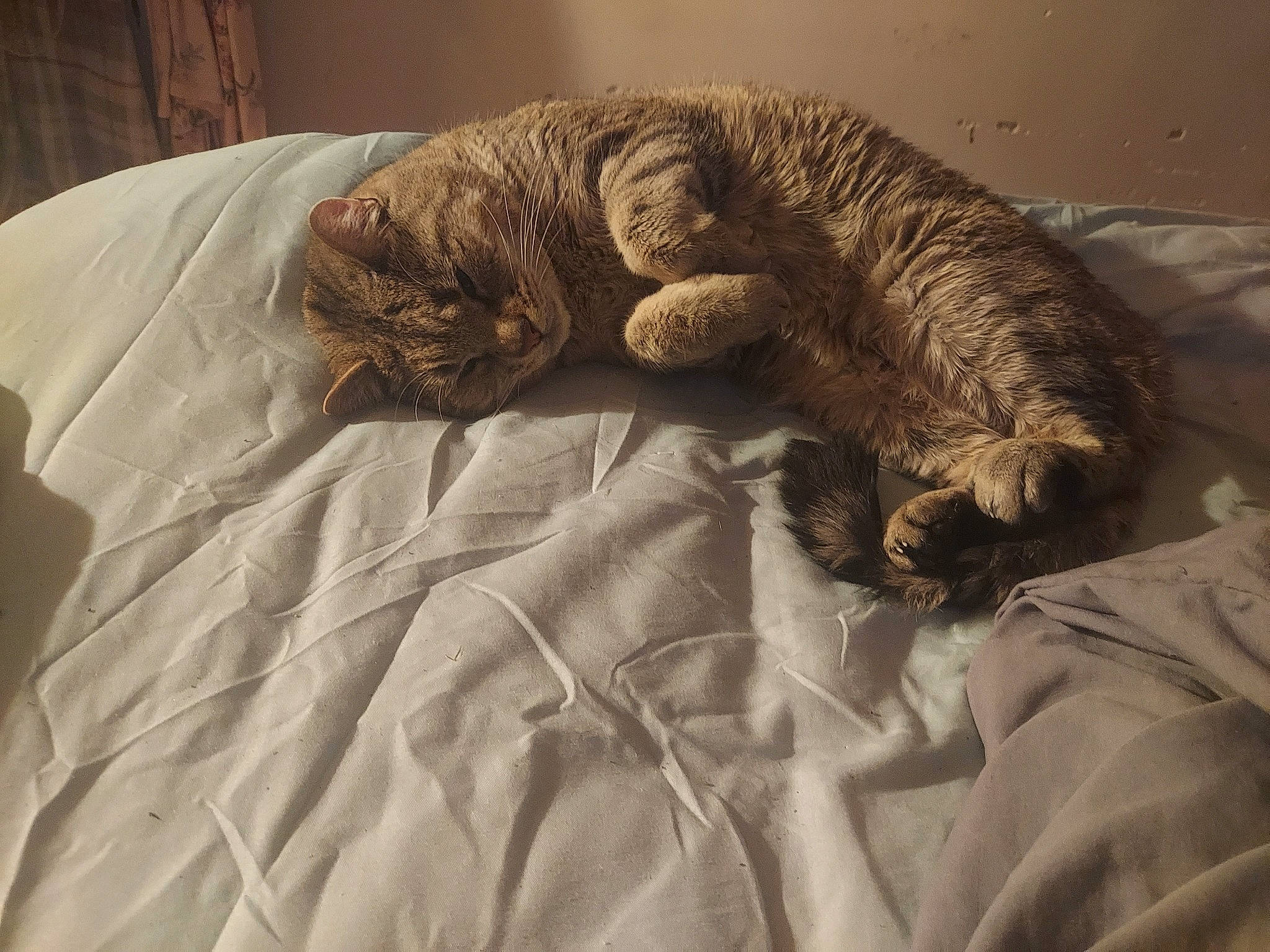 Little Kitty joined the competition — help win amazing prizes! bed, bedding, canidae, carnivore, cat, comfort, domestic_short_haired_cat, duvet, fawn, felidae, fur, linens, nap, paw, small_to_medium_sized_cats, sporting_group, tail, terrestrial_animal, whiskers, wood