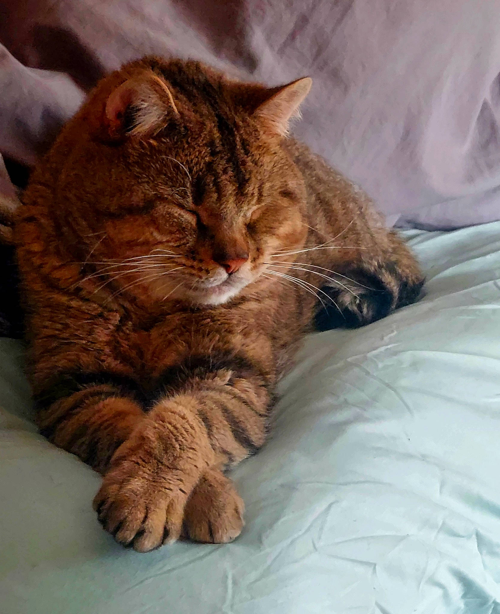 Little Kitty joined the competition — help win amazing prizes! bed, carnivore, cat, claw, comfort, domestic_short_haired_cat, fawn, felidae, fur, gesture, linens, nap, paw, sitting, small_to_medium_sized_cats, snout, tail, terrestrial_animal, textile, whiskers