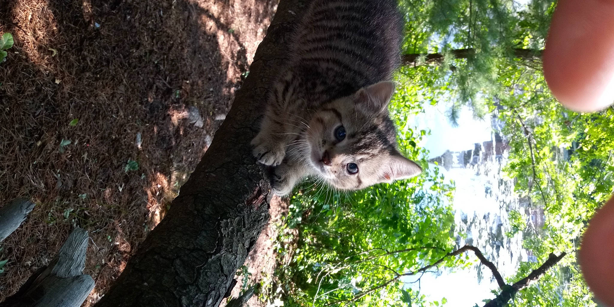 Little Kitty joined the competition — help win amazing prizes! carnivore, domestic_short_haired_cat, felidae, forest, grass, jungle, plant, small_to_medium_sized_cats, snout, squirrel, tail, terrestrial_animal, tree, trunk, twig, whiskers, wildlife, wood, woodland, woody_plant