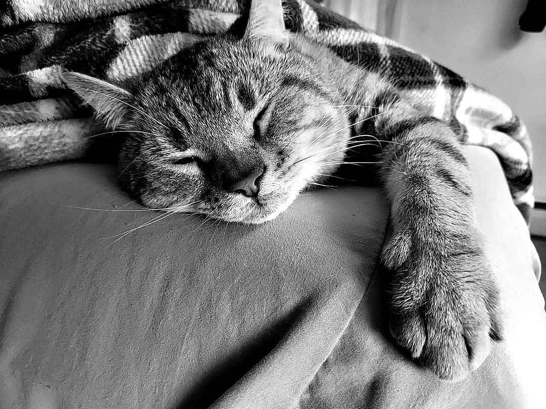 Little Kitty joined the competition — help win amazing prizes! black_and_white, bored, carnivore, cat, claw, close_up, comfort, domestic_short_haired_cat, felidae, fur, gesture, grey, monochrome, monochrome_photography, paw, small_to_medium_sized_cats, snout, style, textile, whiskers