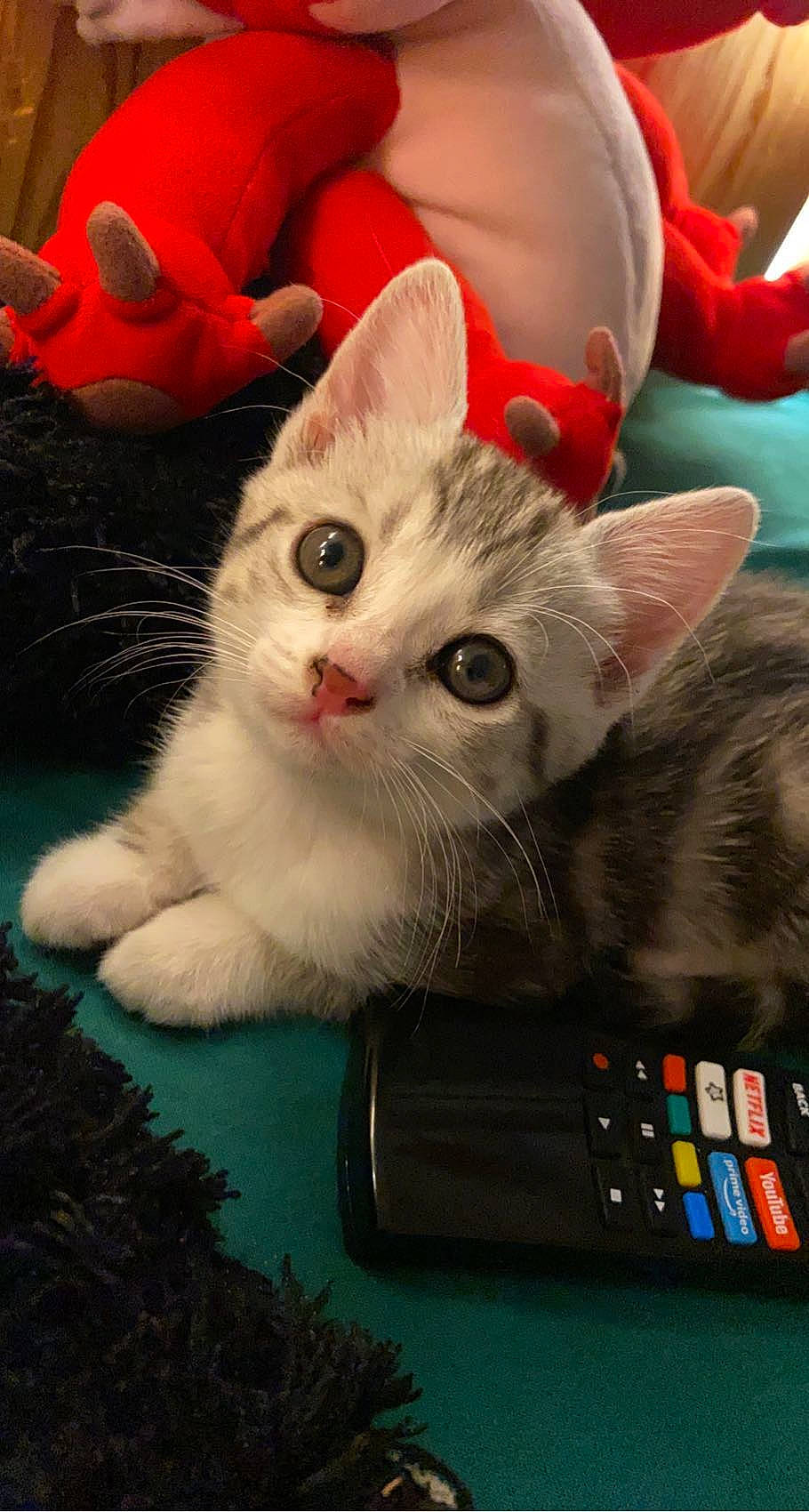 Raïley a rejoint le concours — aidez-le/la à gagner de superbes lots ! carnivore, cat, claw, comfort, domestic_short_haired_cat, fawn, felidae, foot, fur, gadget, lap, multimedia, nail, office_equipment, paw, photo_caption, remote_control, small_to_medium_sized_cats, tail, whiskers