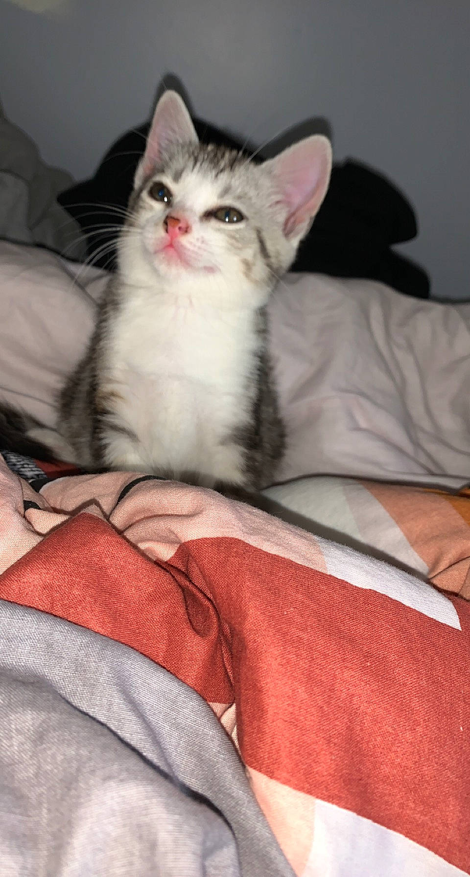 Raïley participe au concours pour gagner de l'argent avec cette photo : bedding, carnivore, cat, cat_supply, claw, comfort, domestic_short_haired_cat, felidae, fur, linens, pattern, paw, sitting, small_to_medium_sized_cats, whiskers