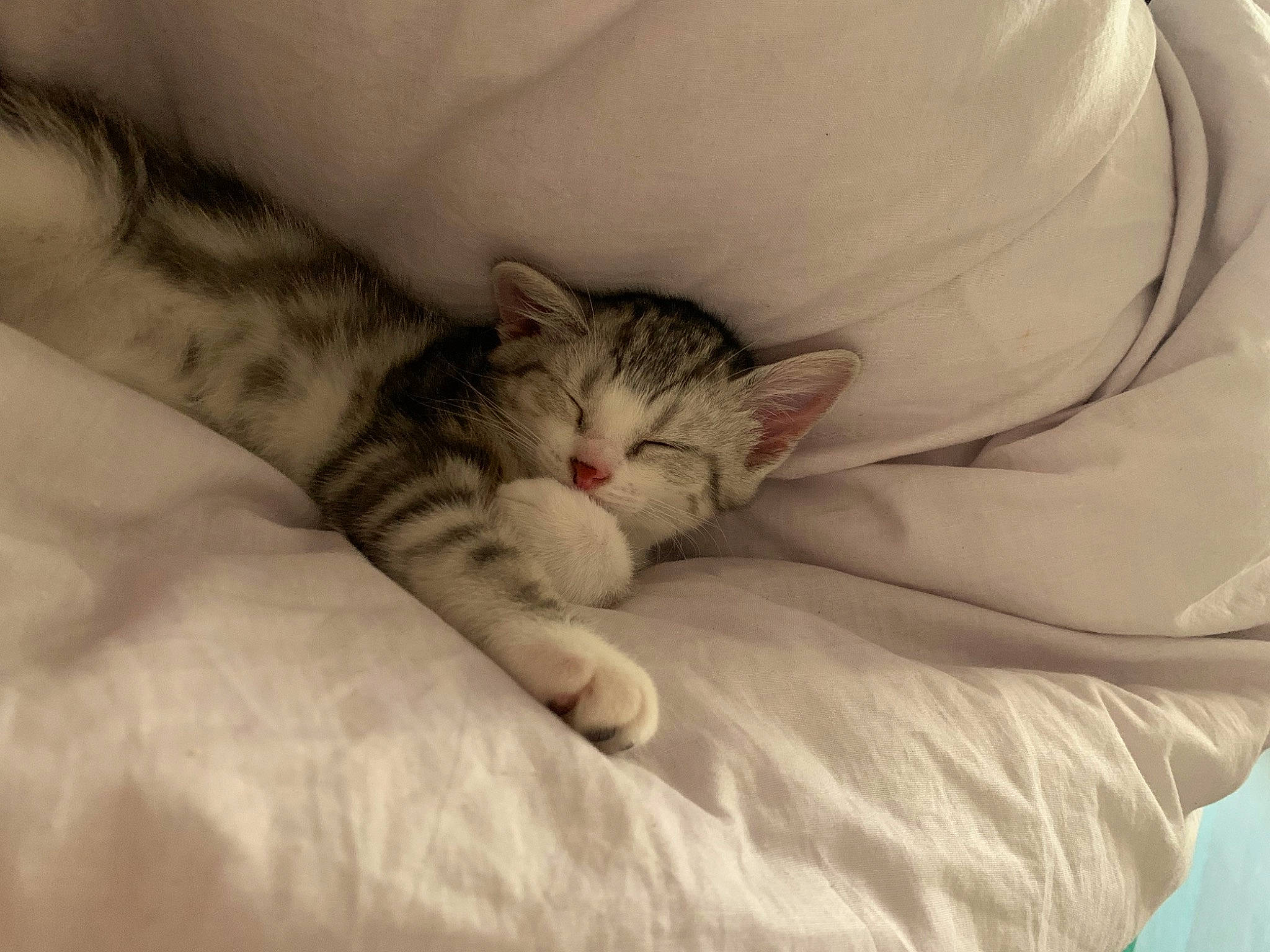 Raïley participe au concours pour gagner de l'argent avec cette photo : bed, bed_sheet, bedding, carnivore, cat, claw, comfort, domestic_short_haired_cat, felidae, fur, grey, linens, nap, paw, sleep, small_to_medium_sized_cats, snout, terrestrial_animal, whiskers