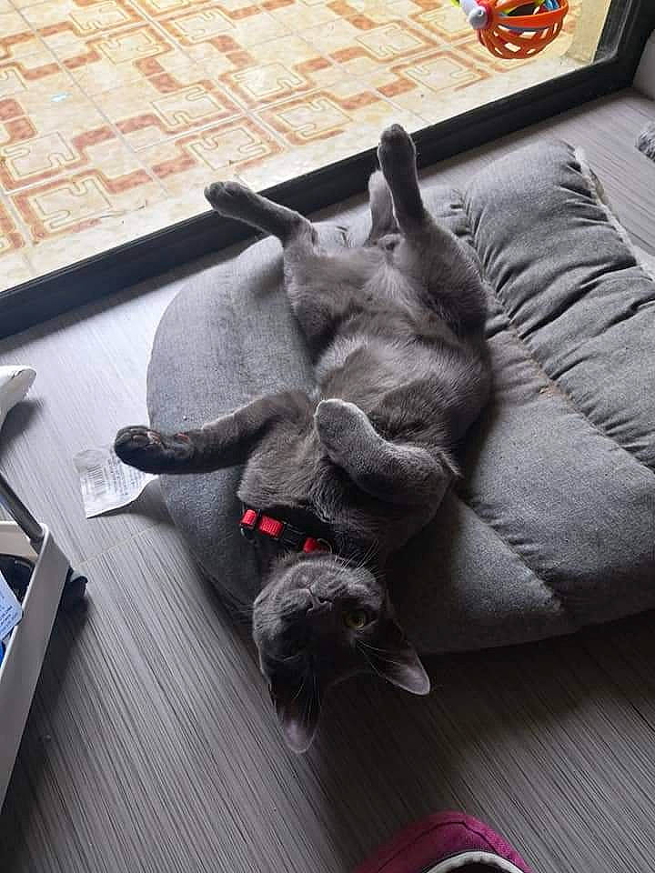 Rengar joined the competition — help win amazing prizes! canidae, carmine, carnivore, cat, comfort, companion_dog, dog_breed, domestic_short_haired_cat, fawn, felidae, flooring, fur, grey, hardwood, small_to_medium_sized_cats, snout, sporting_group, tail, whiskers, working_animal