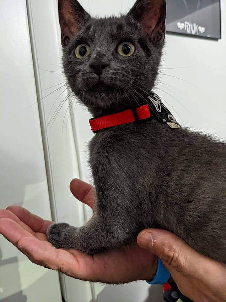 Rengar is registered to the contest to win money with this photo: black_cat, bombay, carmine, carnivore, cat, collar, domestic_short_haired_cat, fashion_accessory, felidae, finger, fur, gesture, nail, sleeve, small_to_medium_sized_cats, snout, tail, terrestrial_animal, toy, whiskers