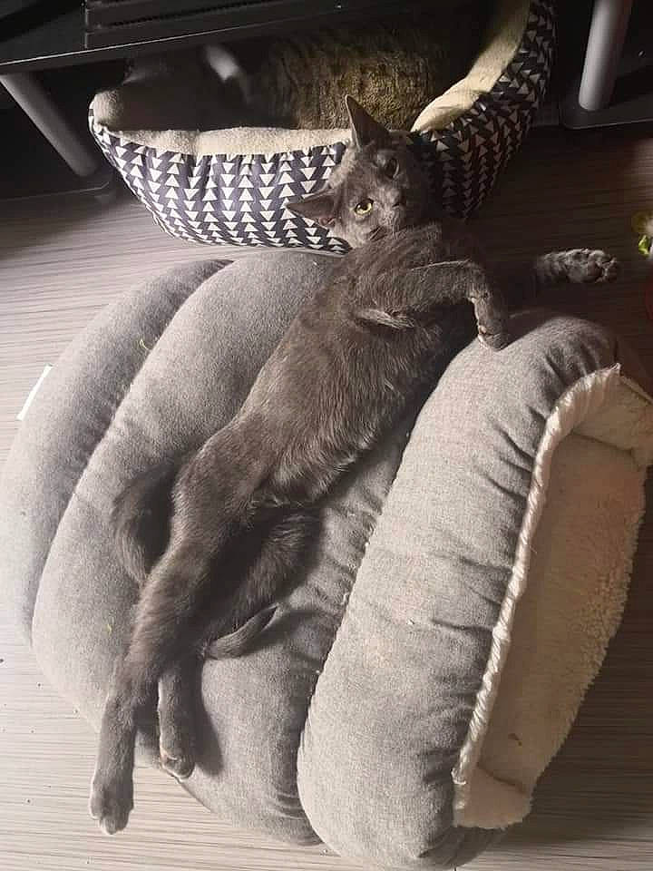 Rengar is registered to the contest to win money with this photo: black, carnivore, cat, comfort, couch, domestic_short_haired_cat, felidae, fur, gesture, grey, human_leg, linens, monochrome, monochrome_photography, nap, small_to_medium_sized_cats, tail, textile, tints_and_shades, whiskers