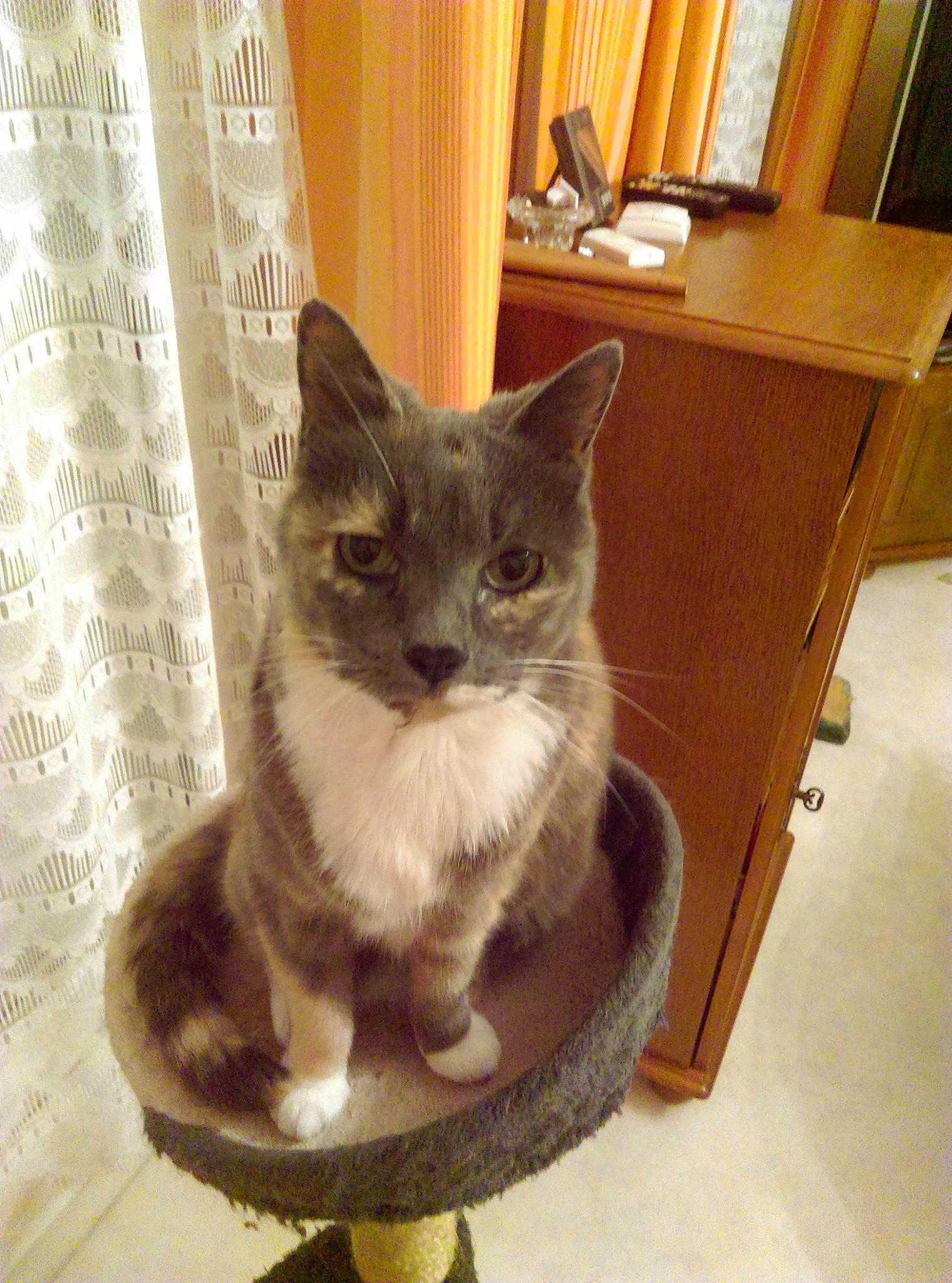 Fanny a rejoint le concours — aidez-le/la à gagner de superbes lots ! box, carnivore, cat, cat_furniture, cat_supply, curtain, domestic_short_haired_cat, fawn, felidae, flooring, fur, hardwood, pet_supply, puzzle, small_to_medium_sized_cats, snout, tail, whiskers, window, wood