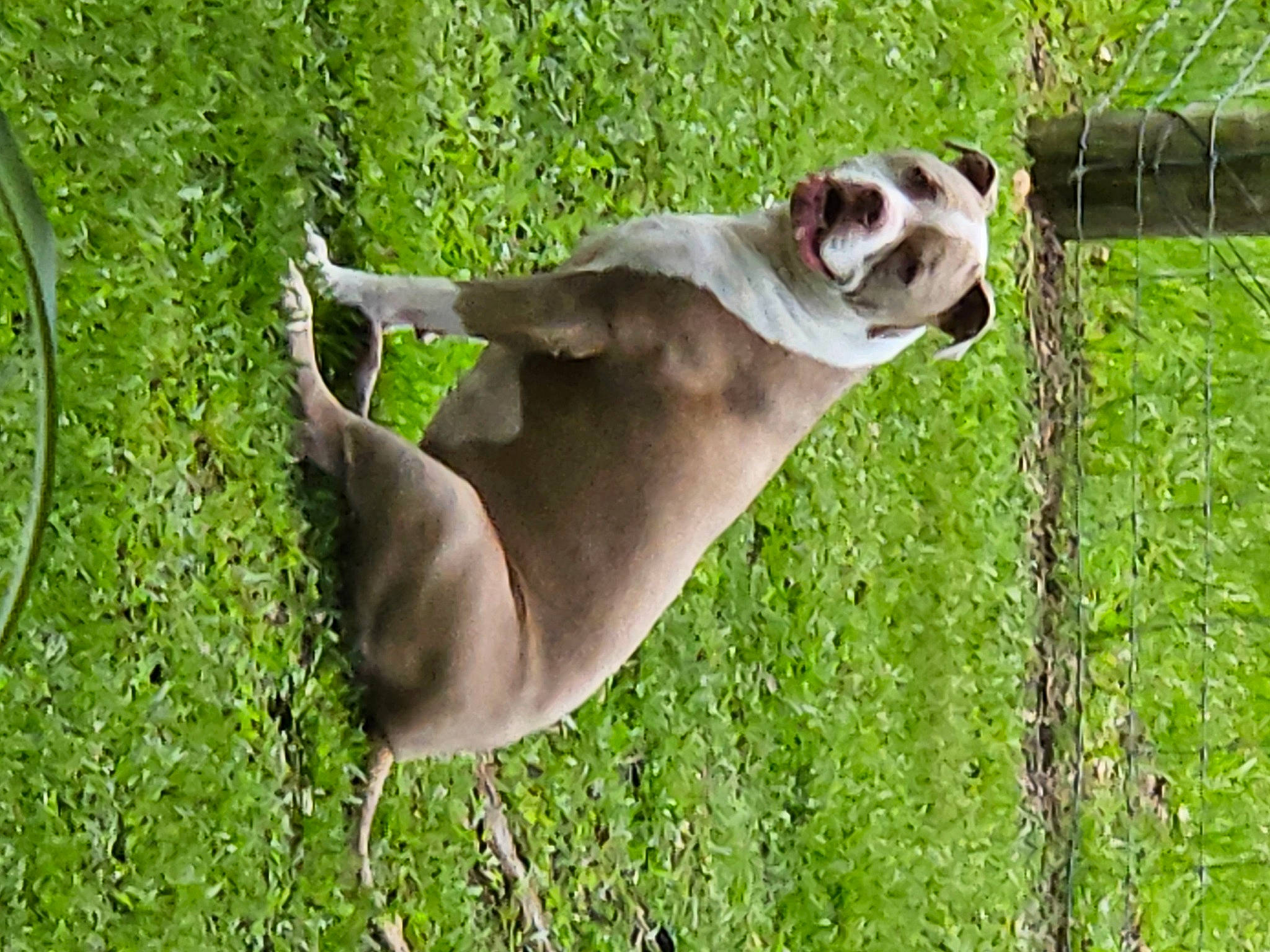 Misty is registered to the contest to win money with this photo: canidae, carnivore, collar, companion_dog, dog, dog_breed, fawn, fence, grass, grassland, pasture, plant, snout, sporting_group, tail, terrestrial_animal, tree, wildlife, wire_fencing, working_animal