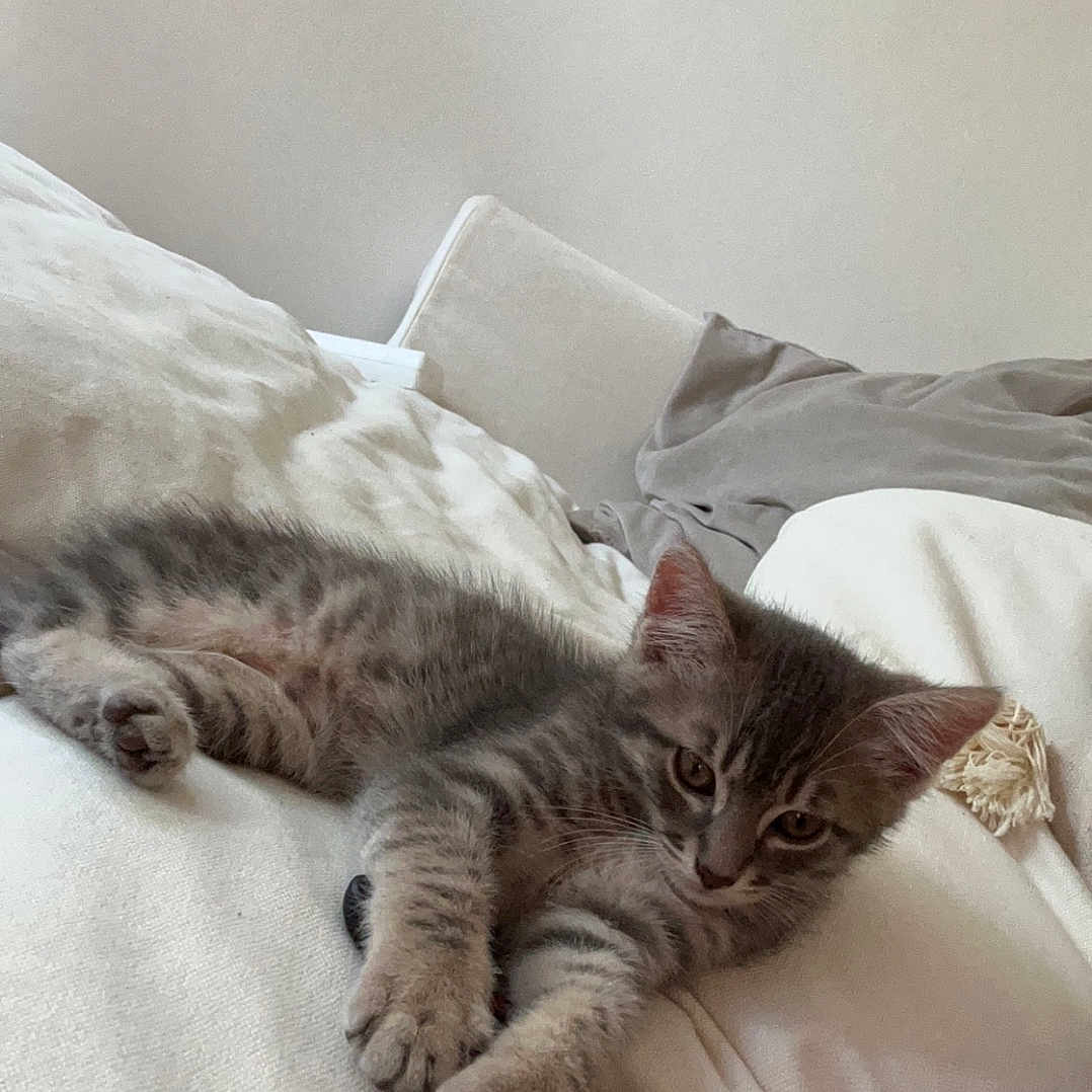 Moogly a rejoint le concours — aidez-le/la à gagner de superbes lots ! animal, blanket, cat, claws, couch, cozy, cute, domestic_cat, fur, gray_tabby, indoor, kitten, pet, pillows, relaxed, remote_control, resting, sleepy, soft, whiskers