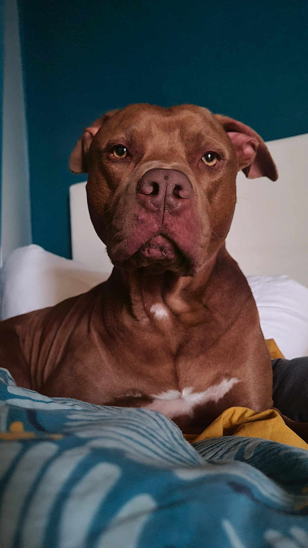 Pablo participe au concours pour gagner de l'argent avec cette photo : dog, brown_dog, pet, bed, blanket, indoor, animal, canine, portrait, face, ears, fur, white_patch, looking, expression, headboard, cozy, room, closeup, sitting