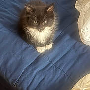 Zoro joined the competition — help win amazing prizes! kitten, cat, black_and_white, fur, pet, animal, bed, blanket, blue, white, indoor, cute, small, whiskers, looking, sitting, soft, young, cozy, domestic