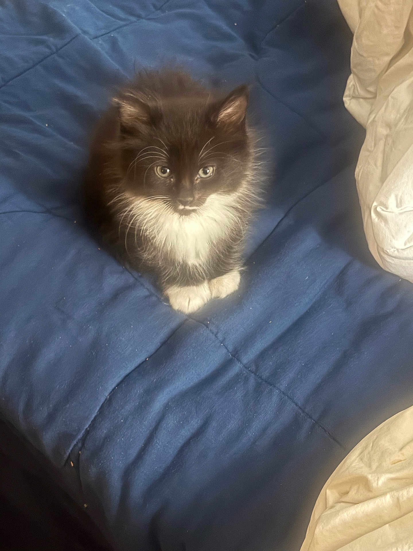 Zoro joined the competition — help win amazing prizes! kitten, cat, black_and_white, fur, pet, animal, bed, blanket, blue, white, indoor, cute, small, whiskers, looking, sitting, soft, young, cozy, domestic