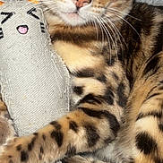 Bruno joined the competition — help win amazing prizes! cat, bengal_cat, toy, fabric_toy, green_eyes, fur, animal, pet, close_up, soft_blanket, striped, spotted, relaxed, whiskers, cute, indoor, cozy, mammal, sleepy, feline