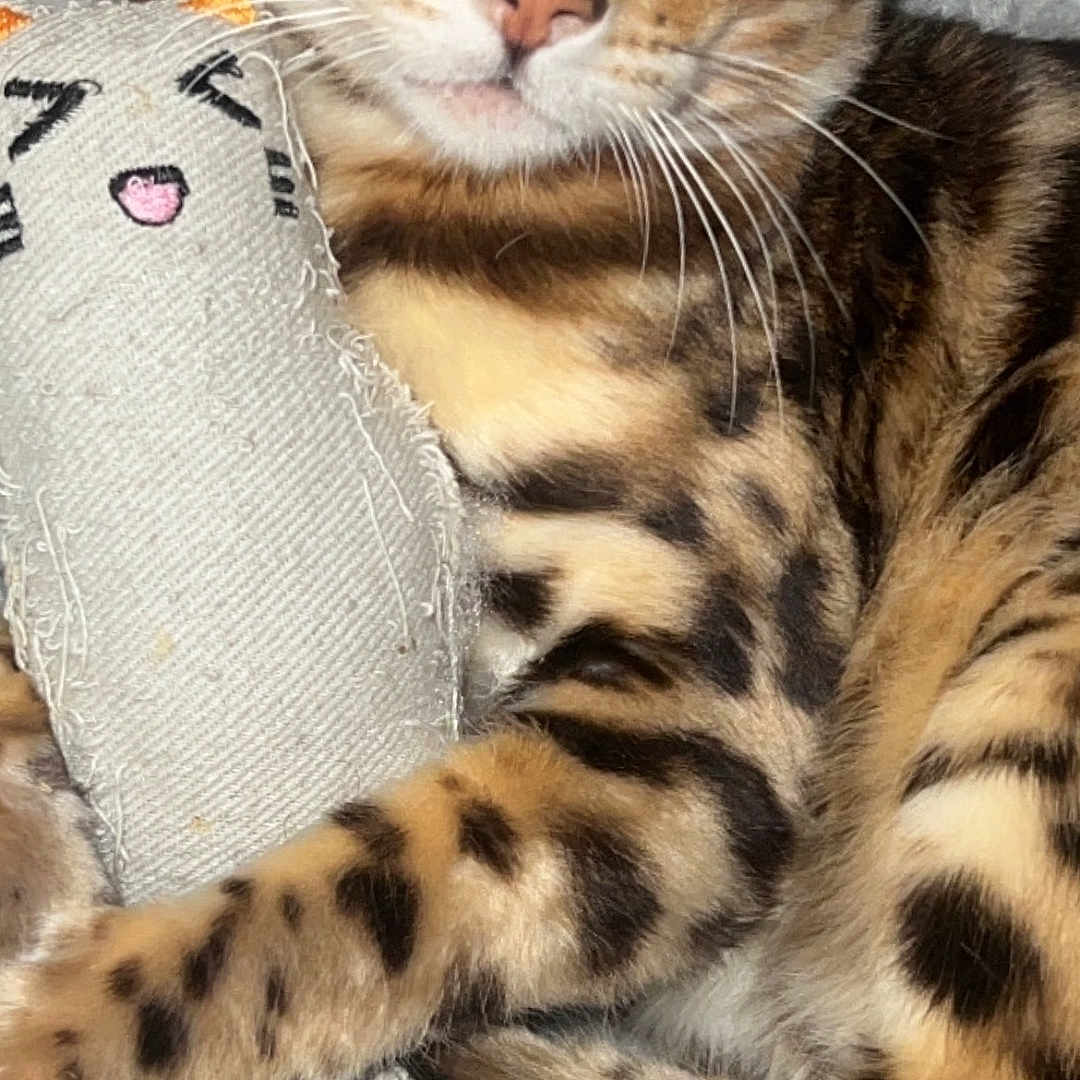 Bruno joined the competition — help win amazing prizes! animal, bengal_cat, cat, close_up, cozy, cute, fabric_toy, feline, fur, green_eyes, indoor, mammal, pet, relaxed, sleepy, soft_blanket, spotted, striped, toy, whiskers
